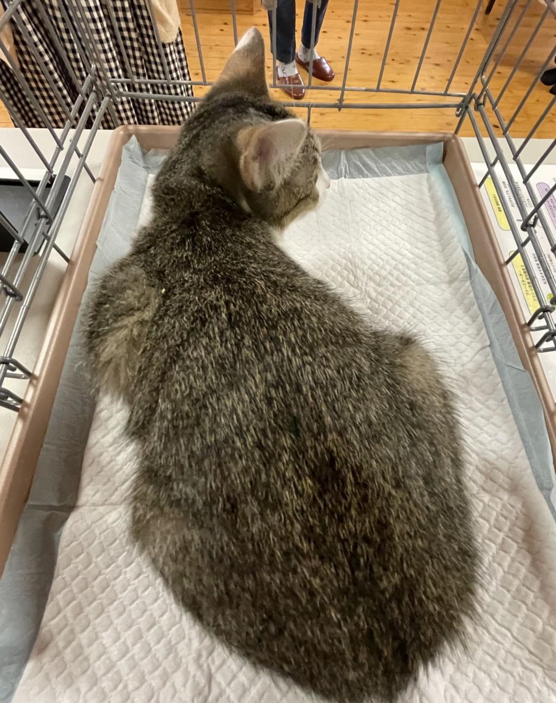 pet-image-5