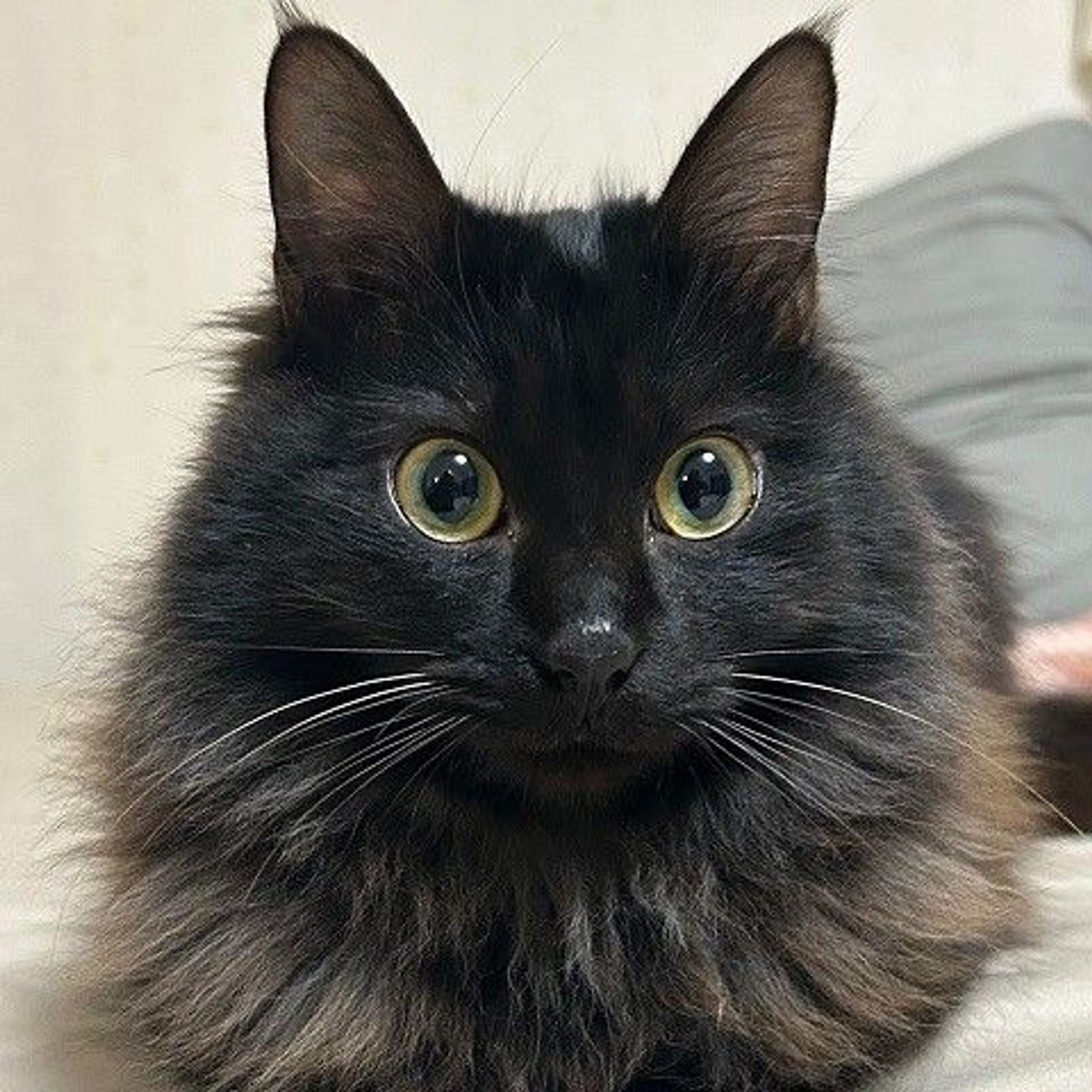 雑種（ミックス猫）・オスの里親募集の写真