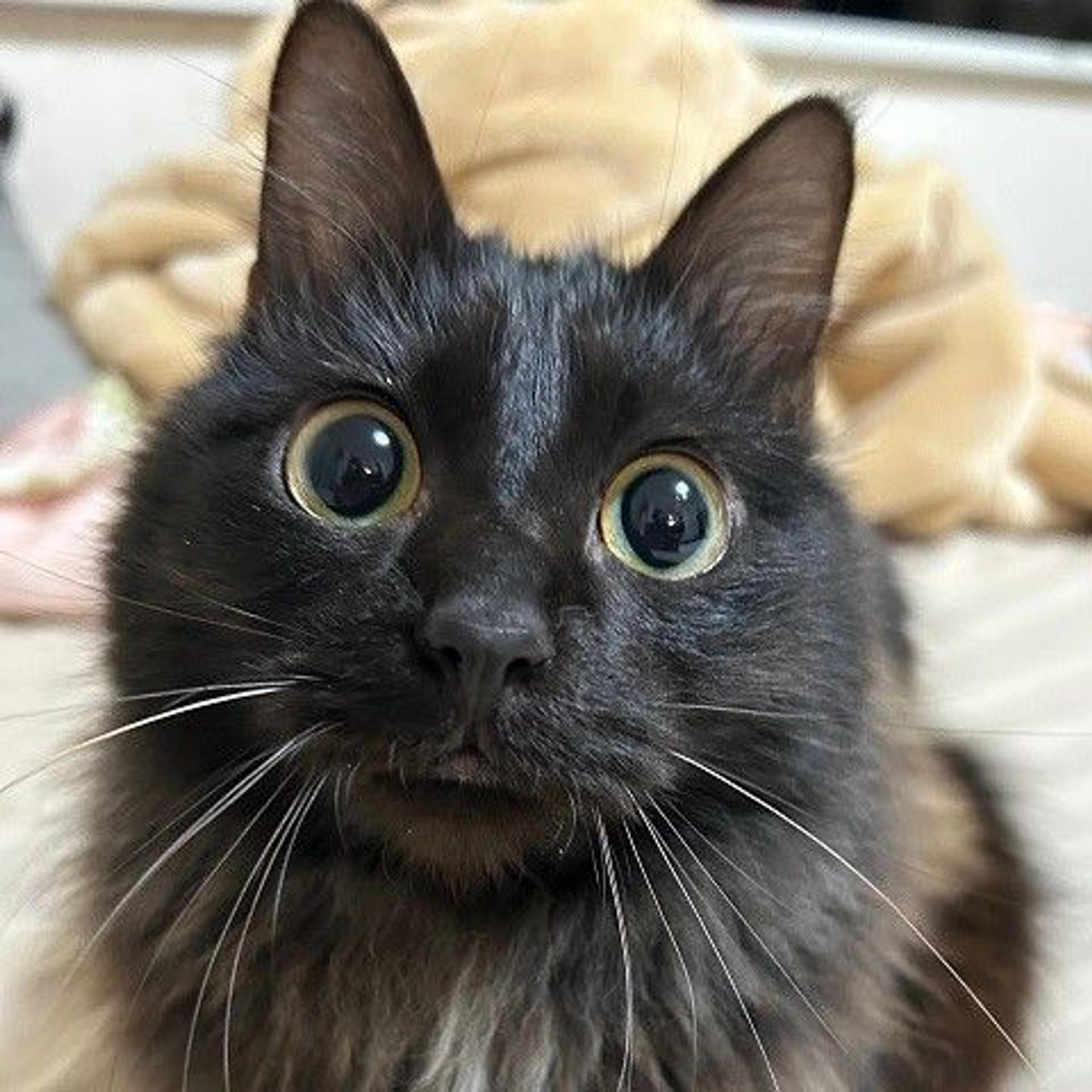 pet-image-2
