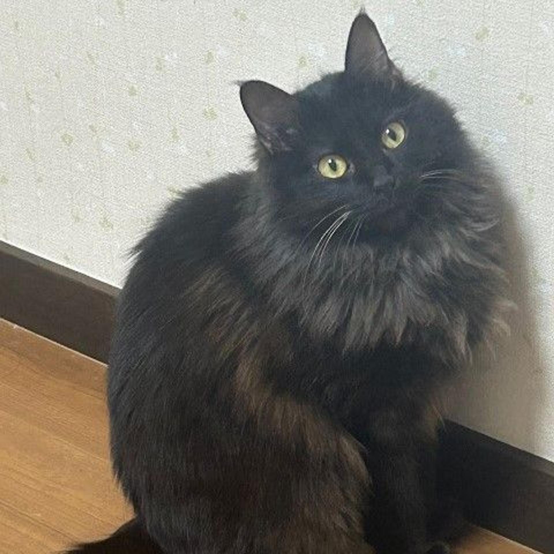 pet-image-3