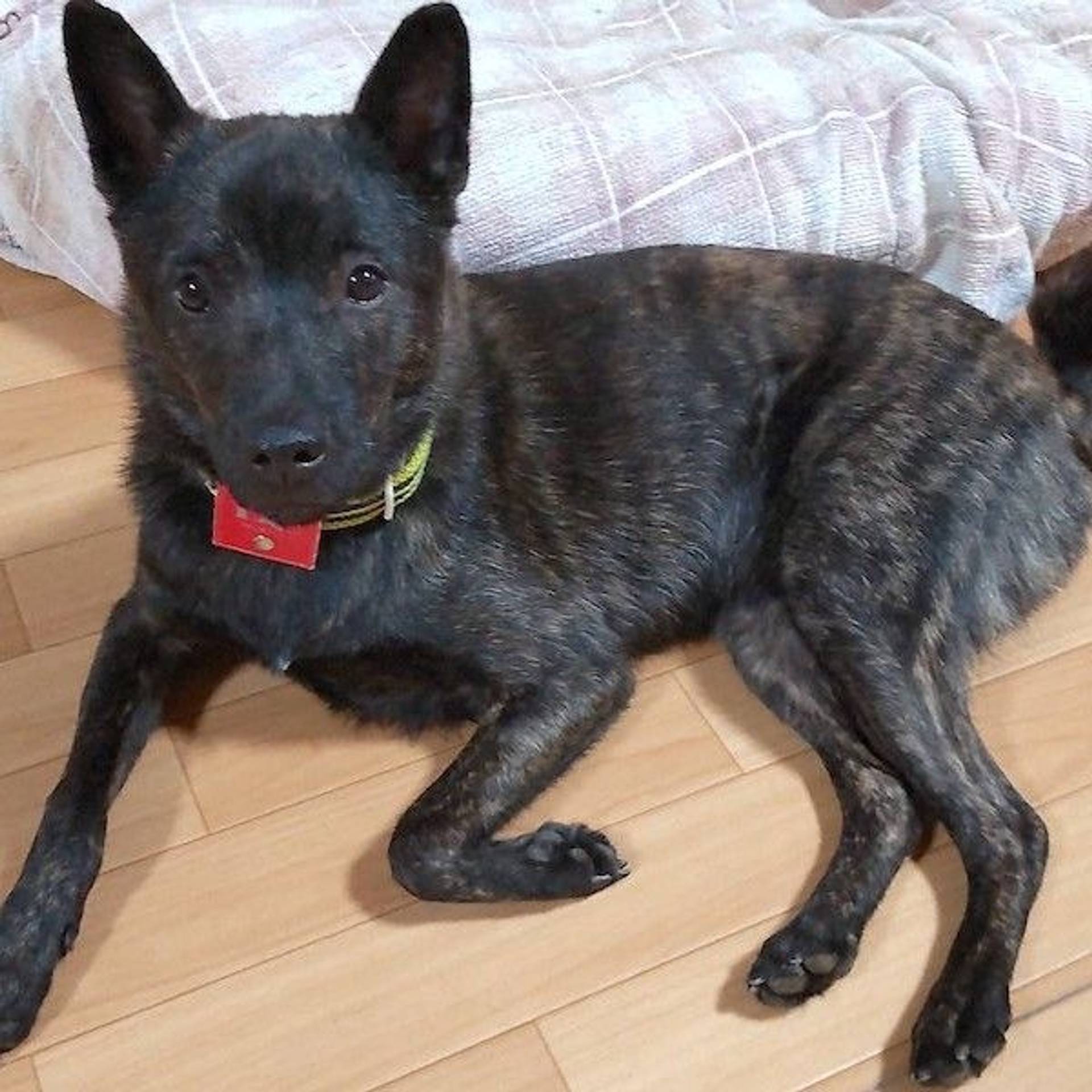 雑種（ミックス犬）・オスの里親募集の写真