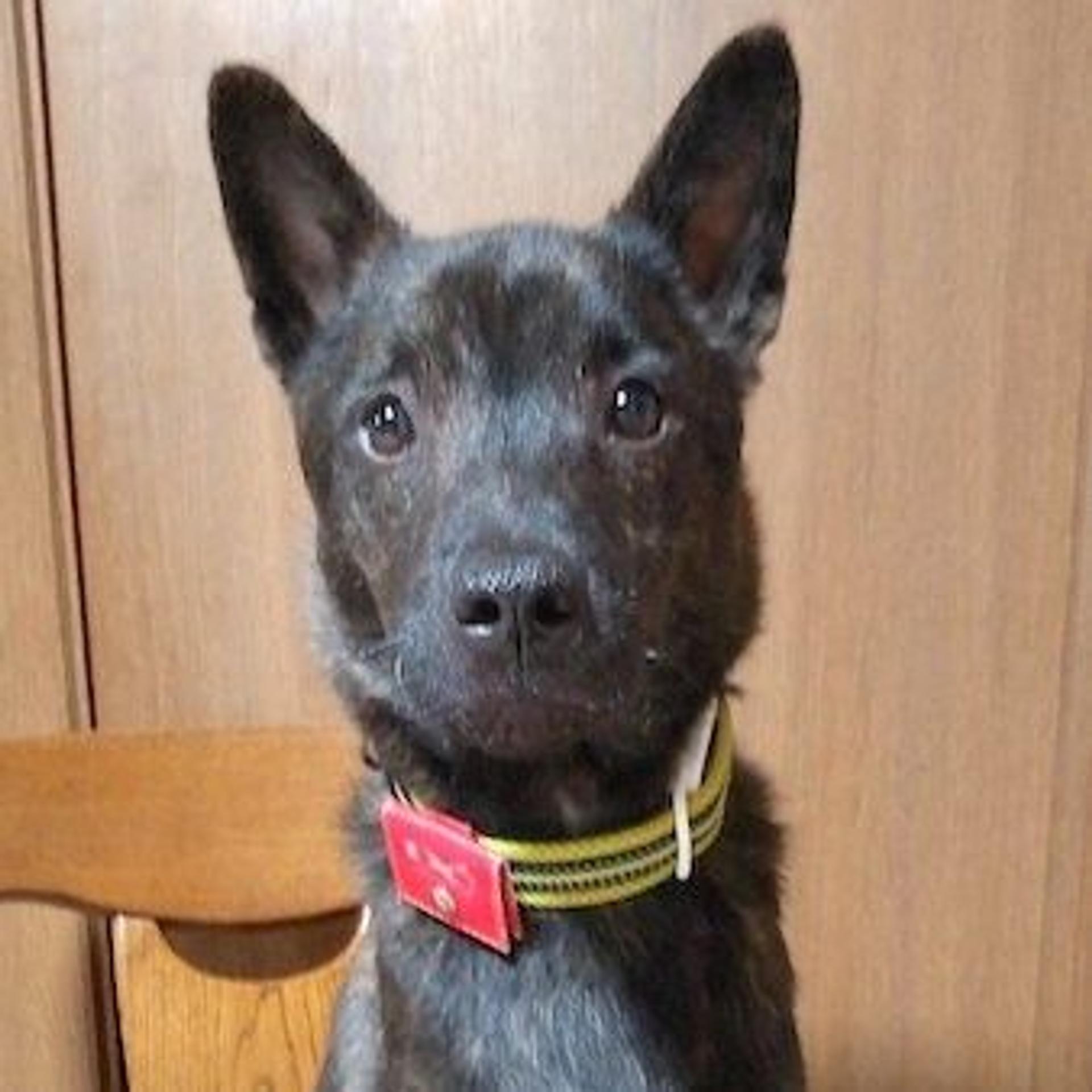 pet-image-2