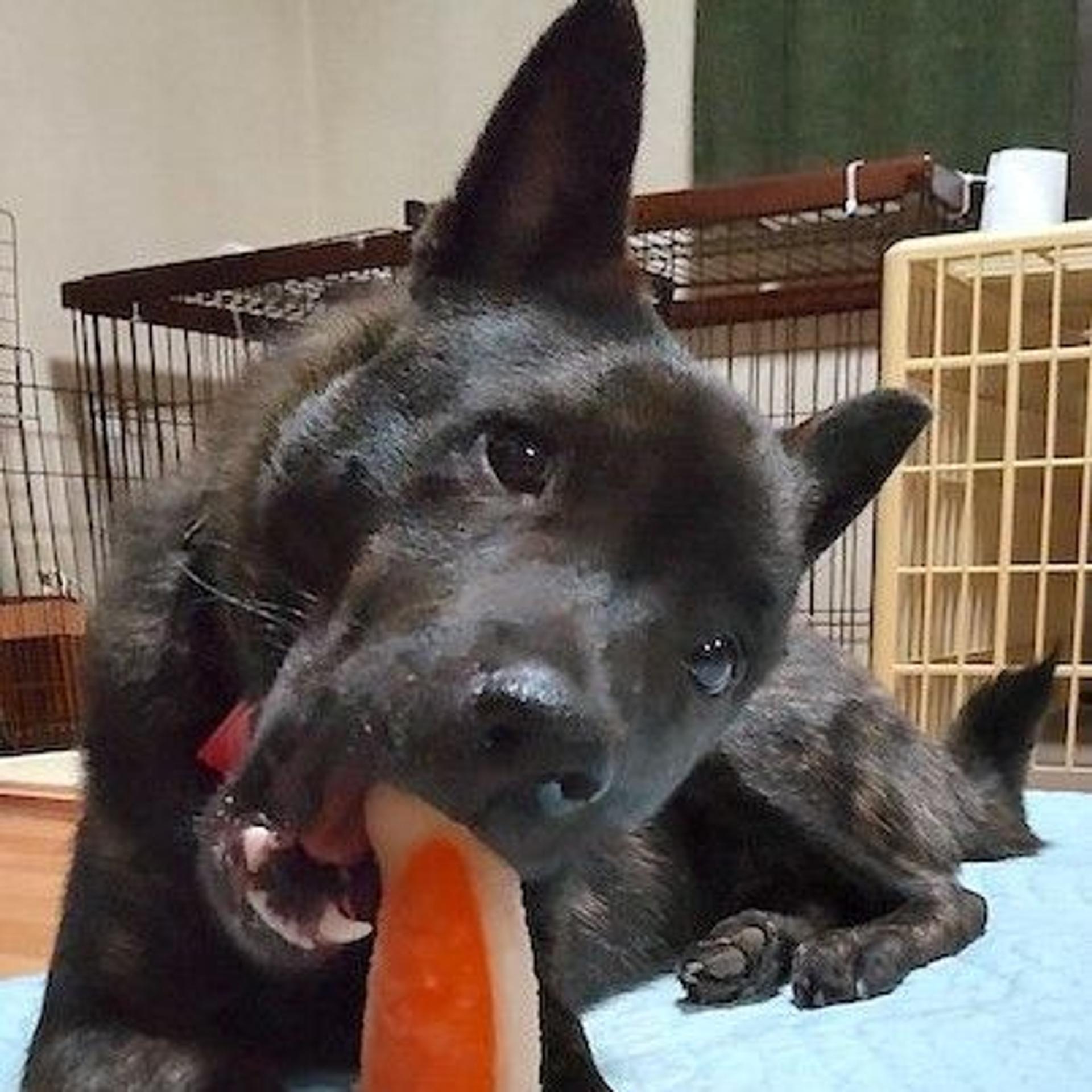 pet-image-4