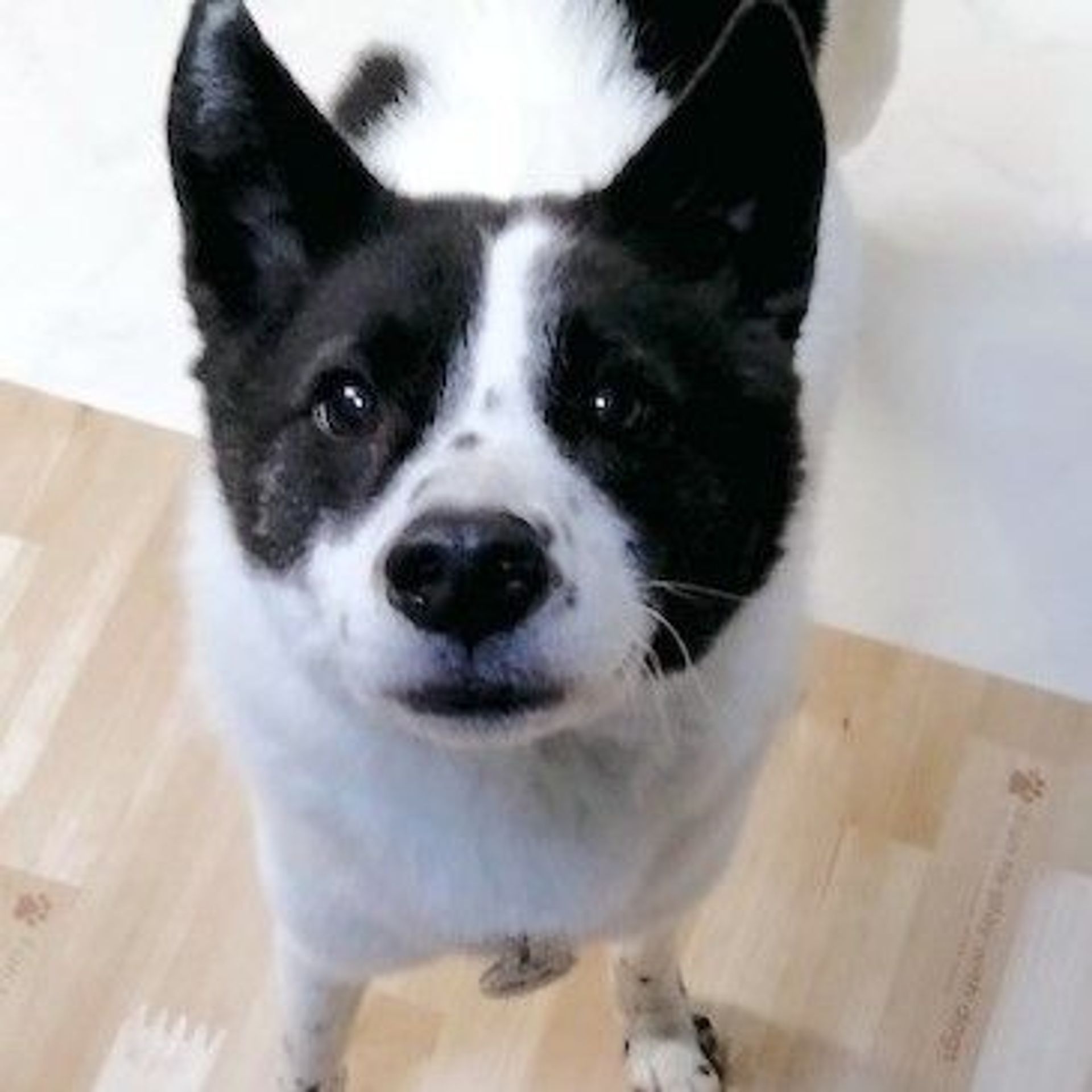 雑種（ミックス犬）・メスの里親募集の写真