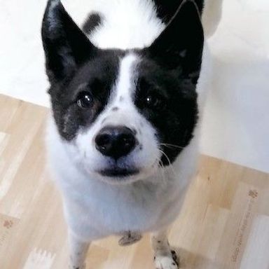 ムニエルの写真