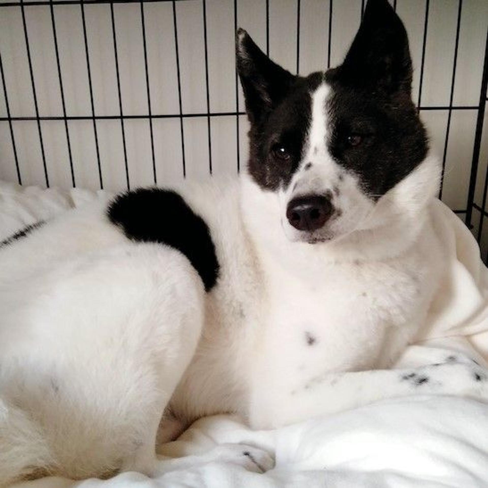 pet-image-2