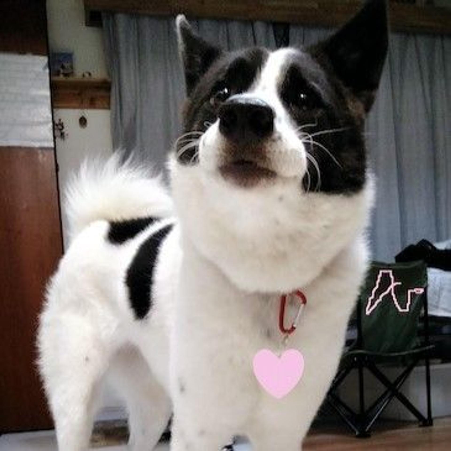 pet-image-3