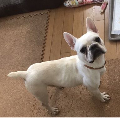 ぷーぱちーの