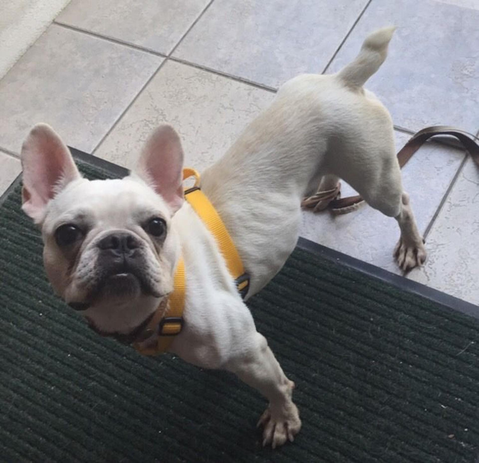 pet-image-4