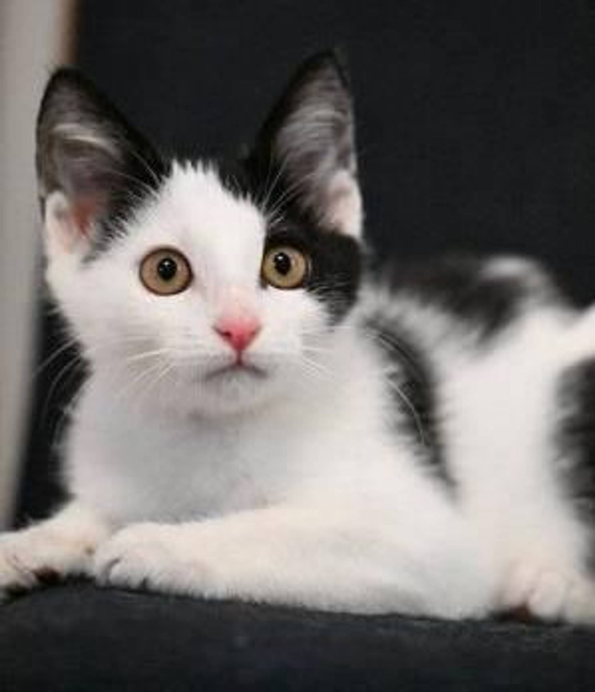 雑種（ミックス猫）・オスの里親募集の写真