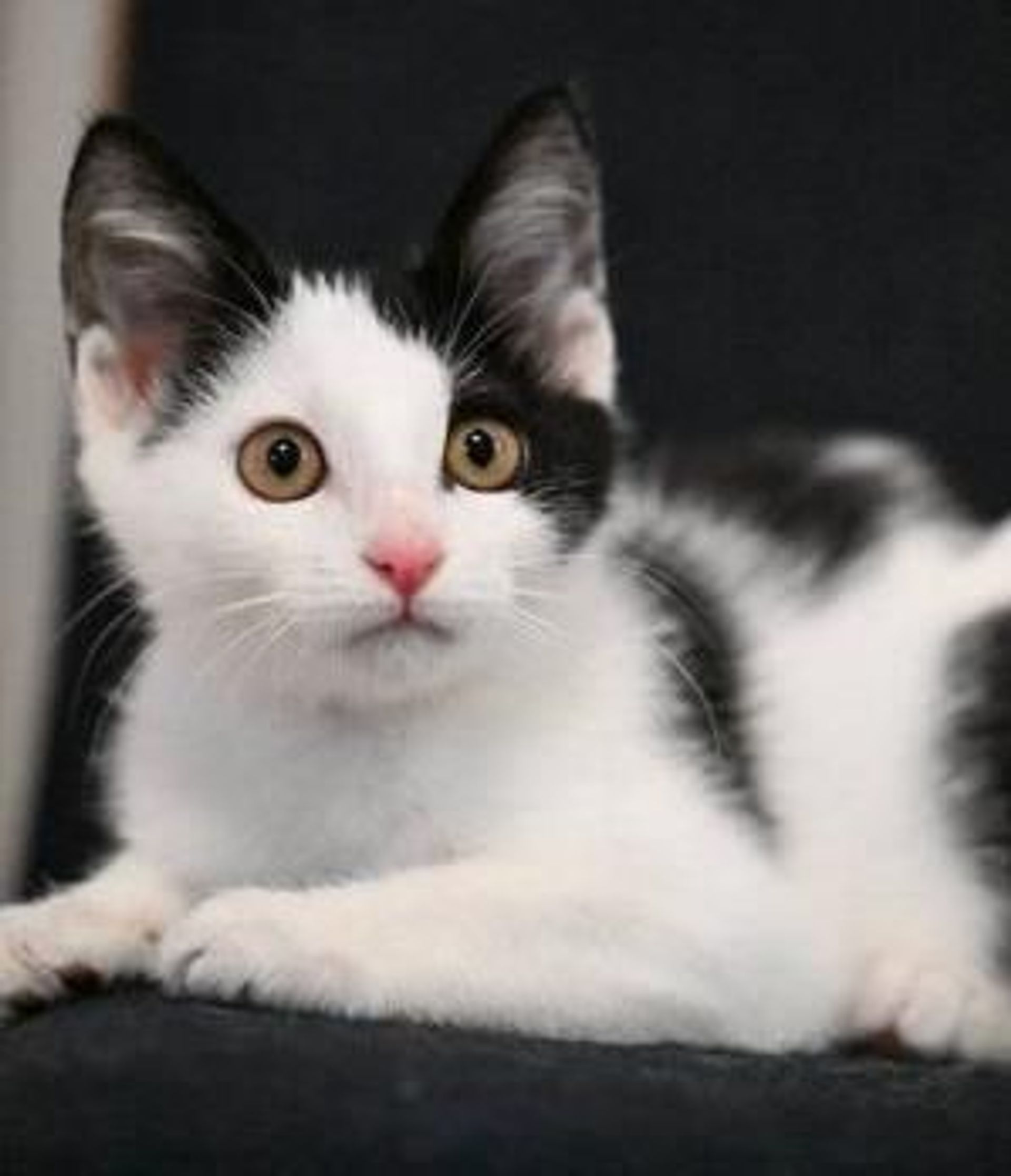 雑種（ミックス猫）・オスの里親募集の写真