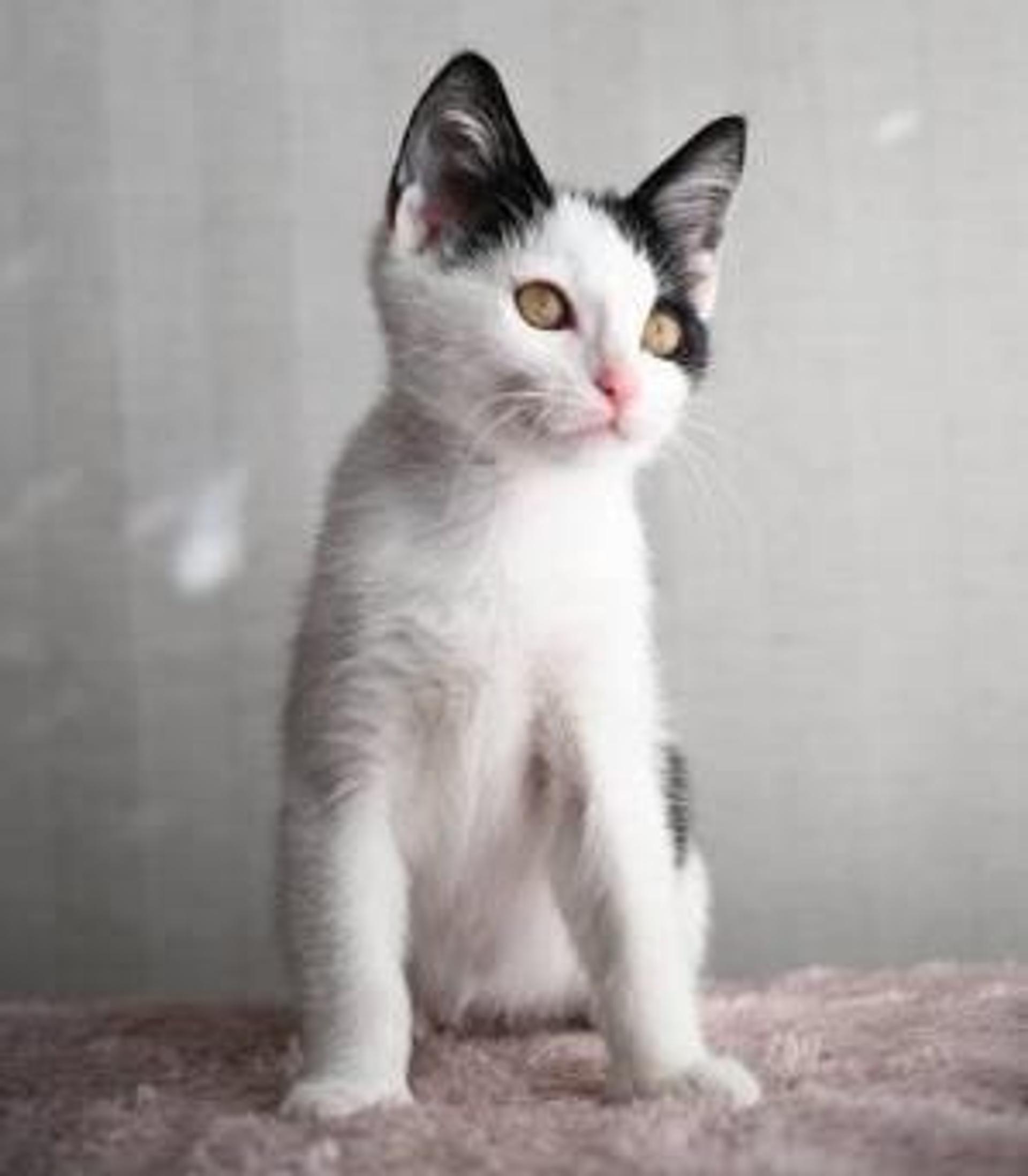 pet-image-3