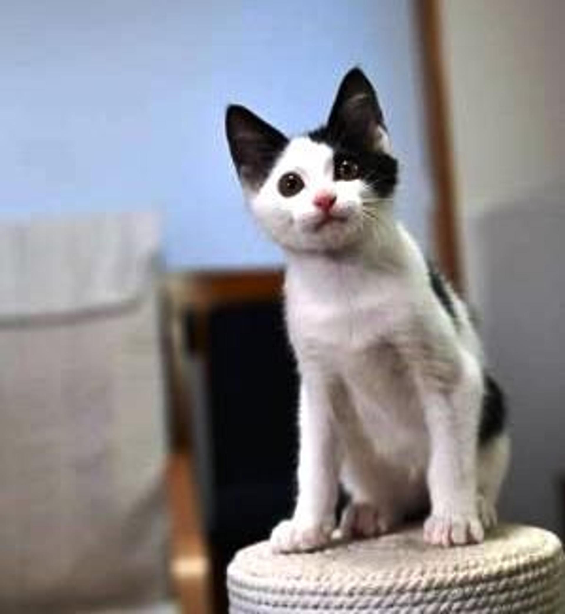 pet-image-4