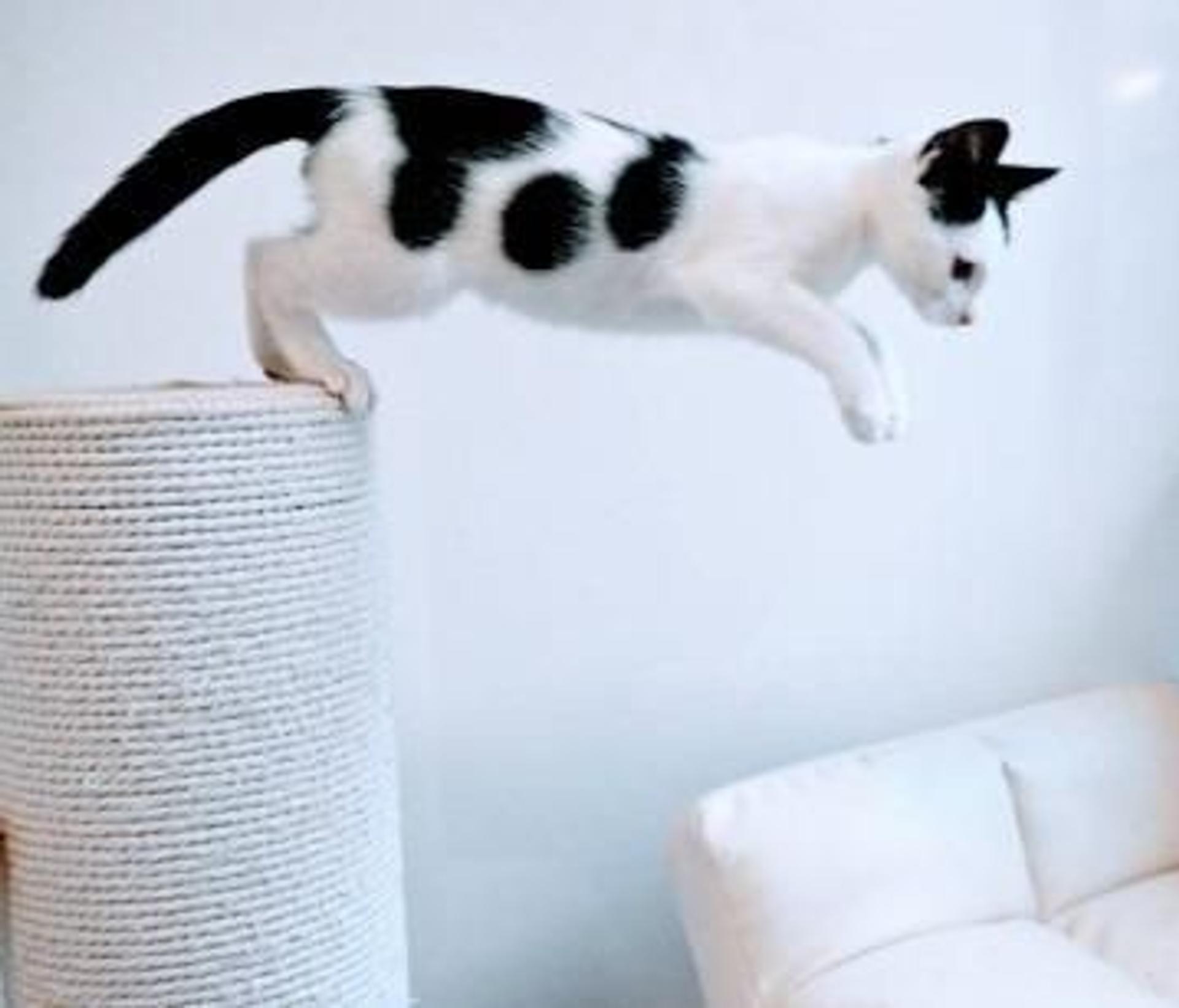 pet-image-6