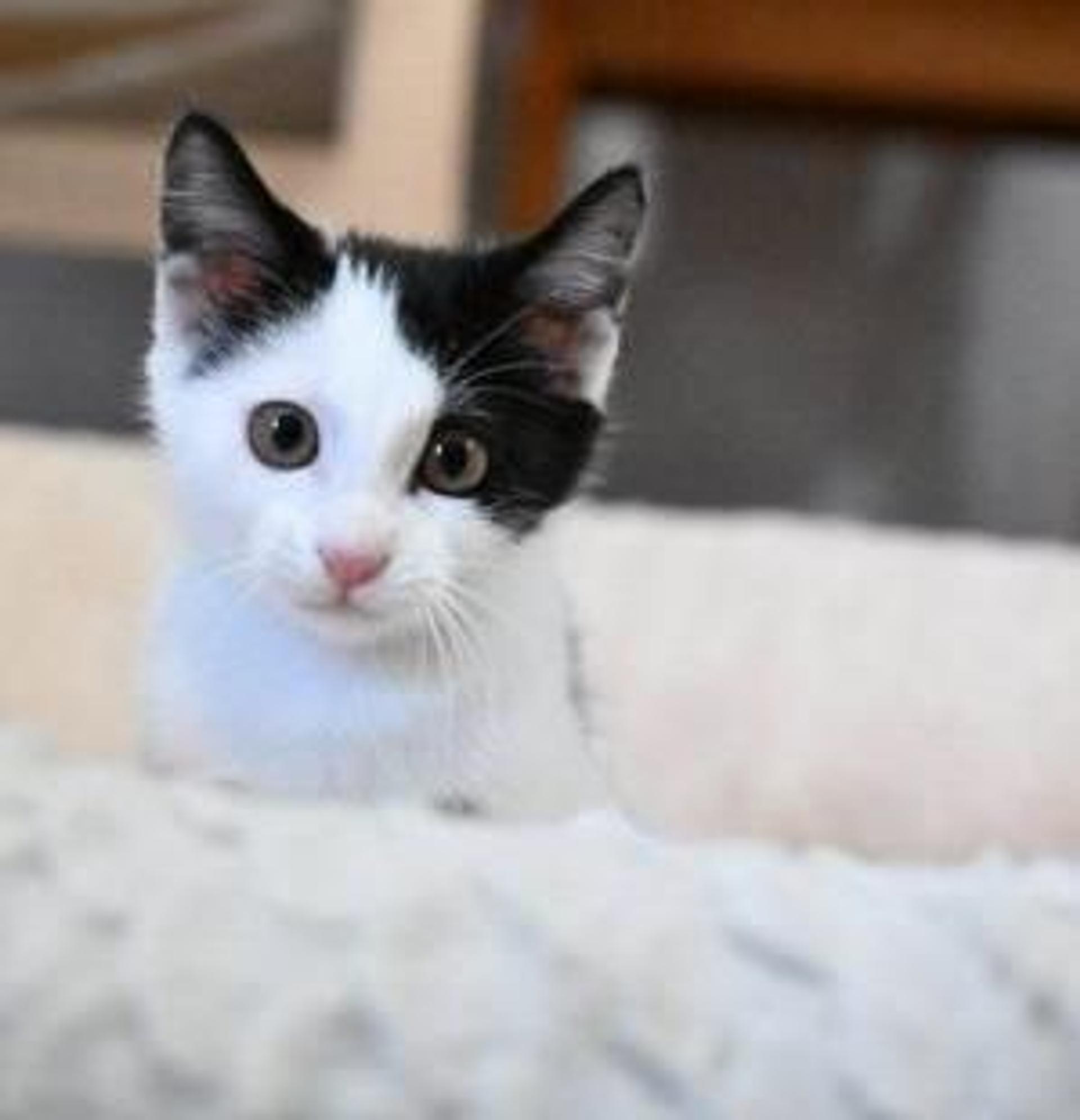 pet-image-8