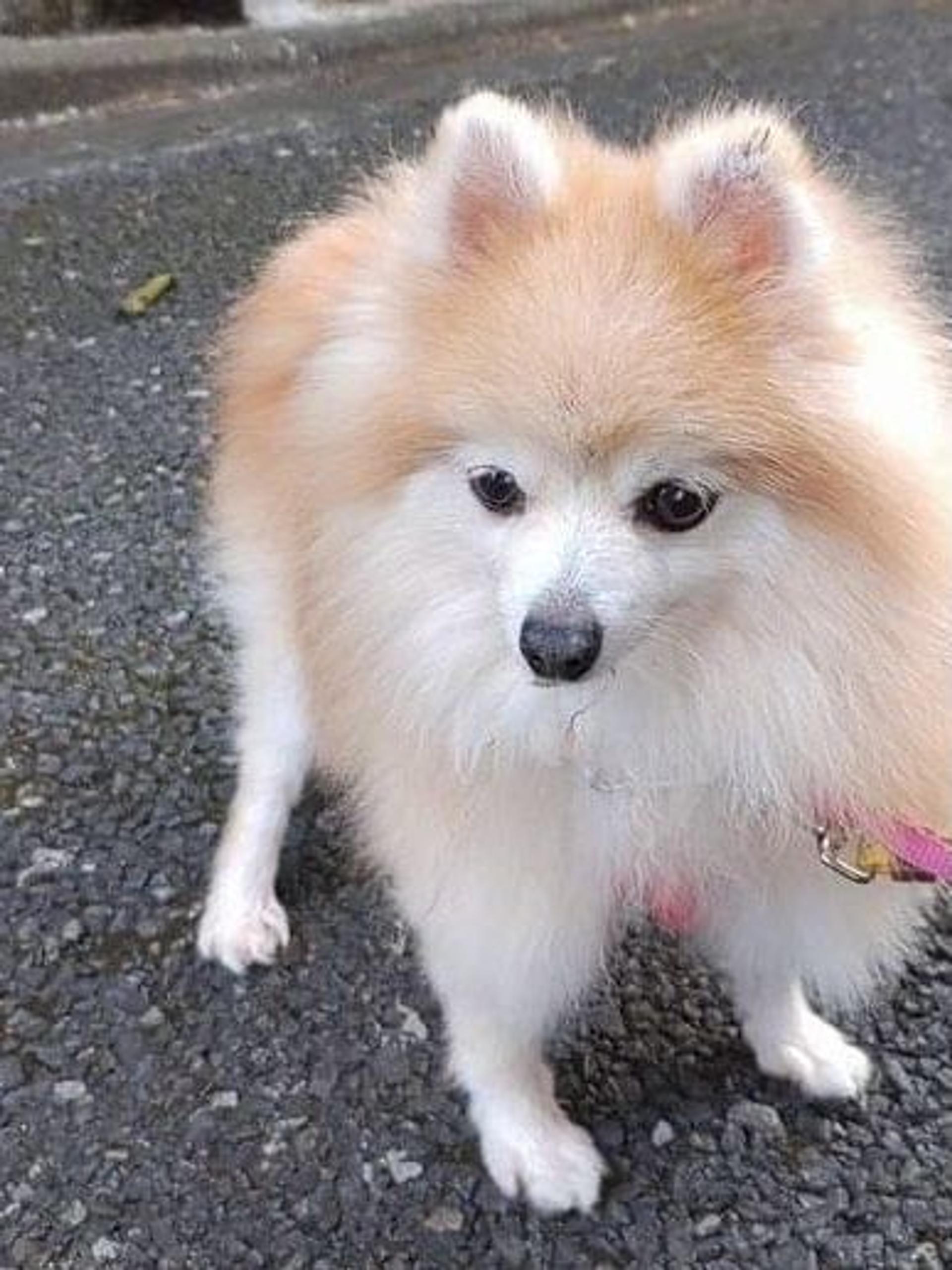 pet-image-2