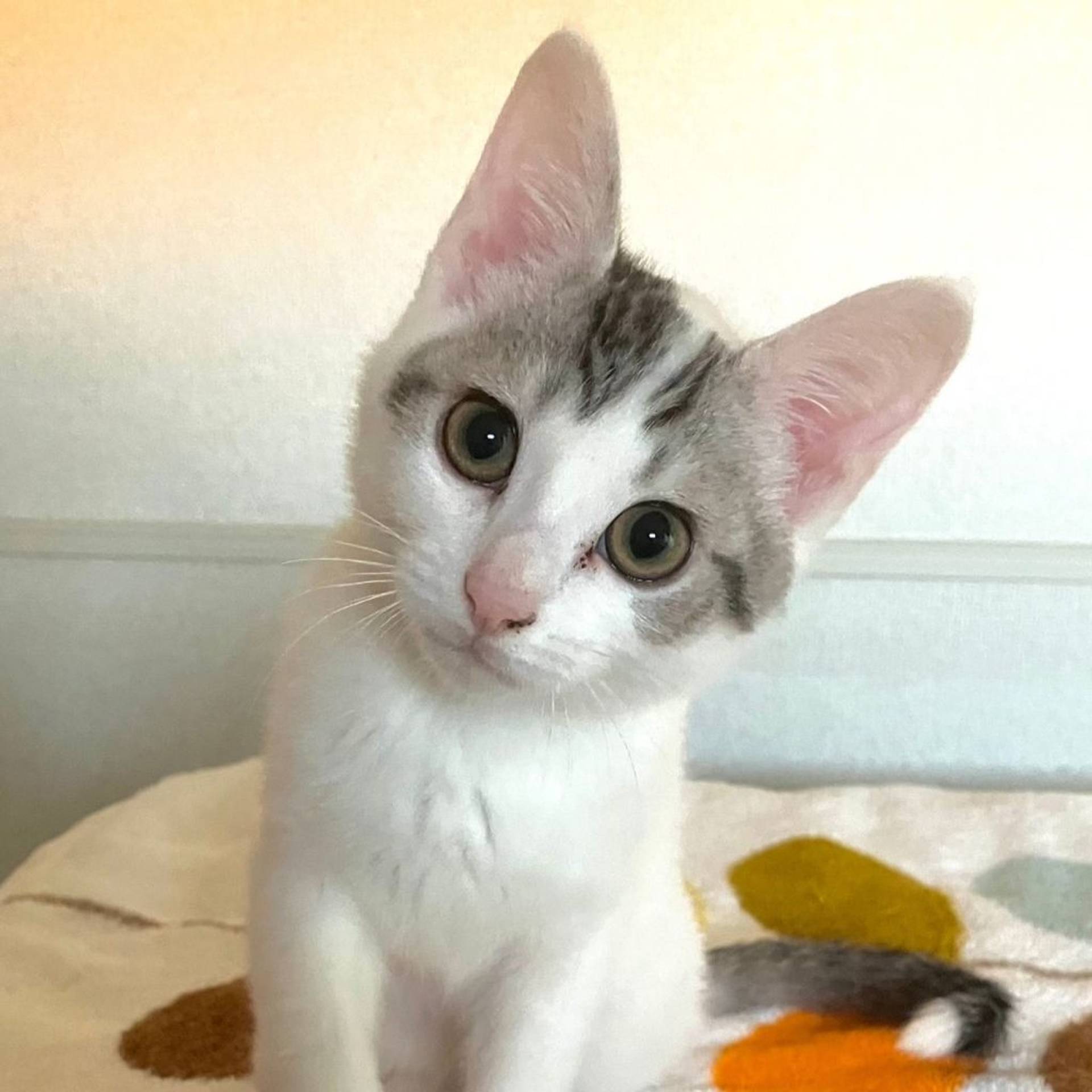 雑種（ミックス猫）・オスの里親募集の写真