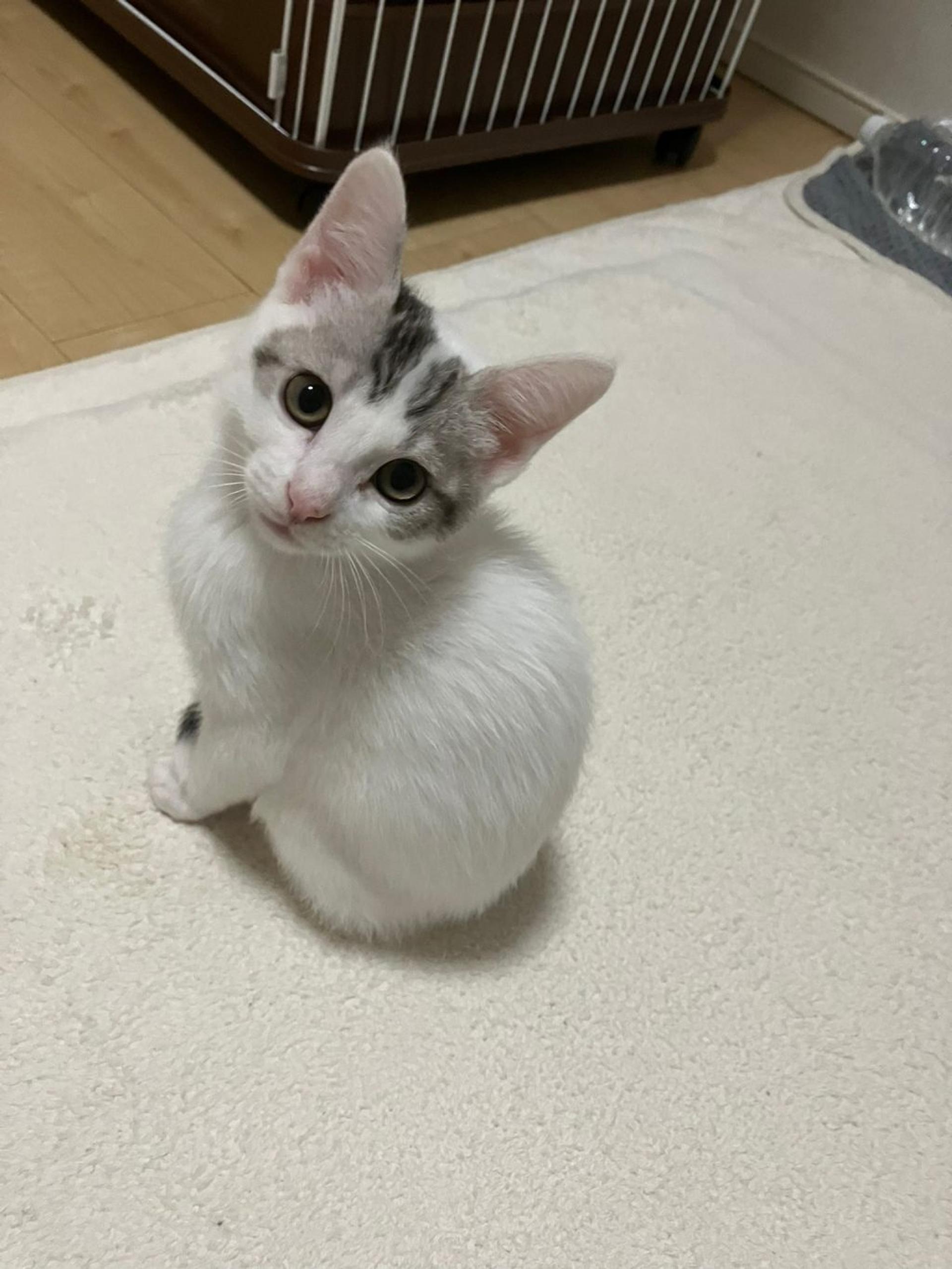 pet-image-4