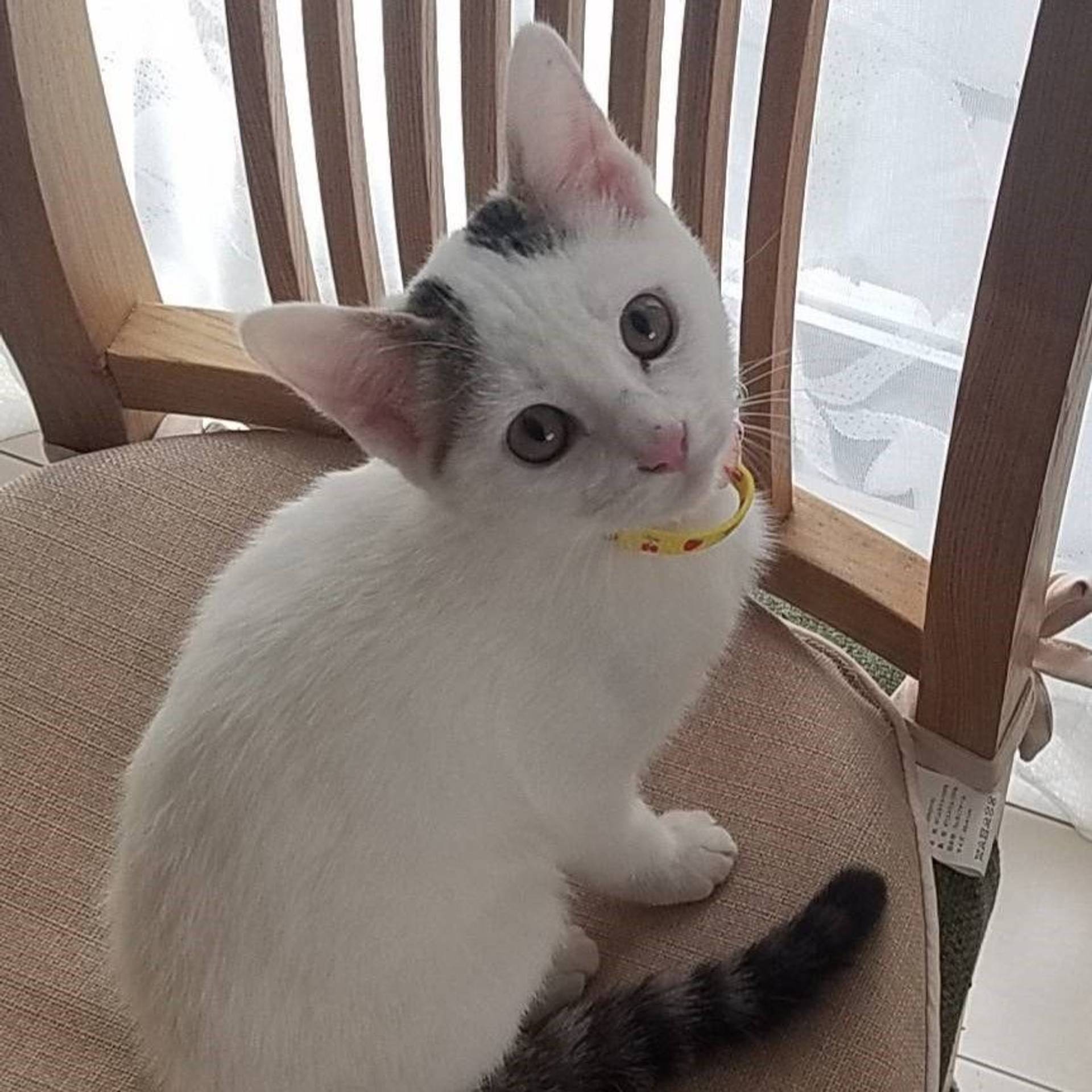 雑種（ミックス猫）・メスの里親募集の写真