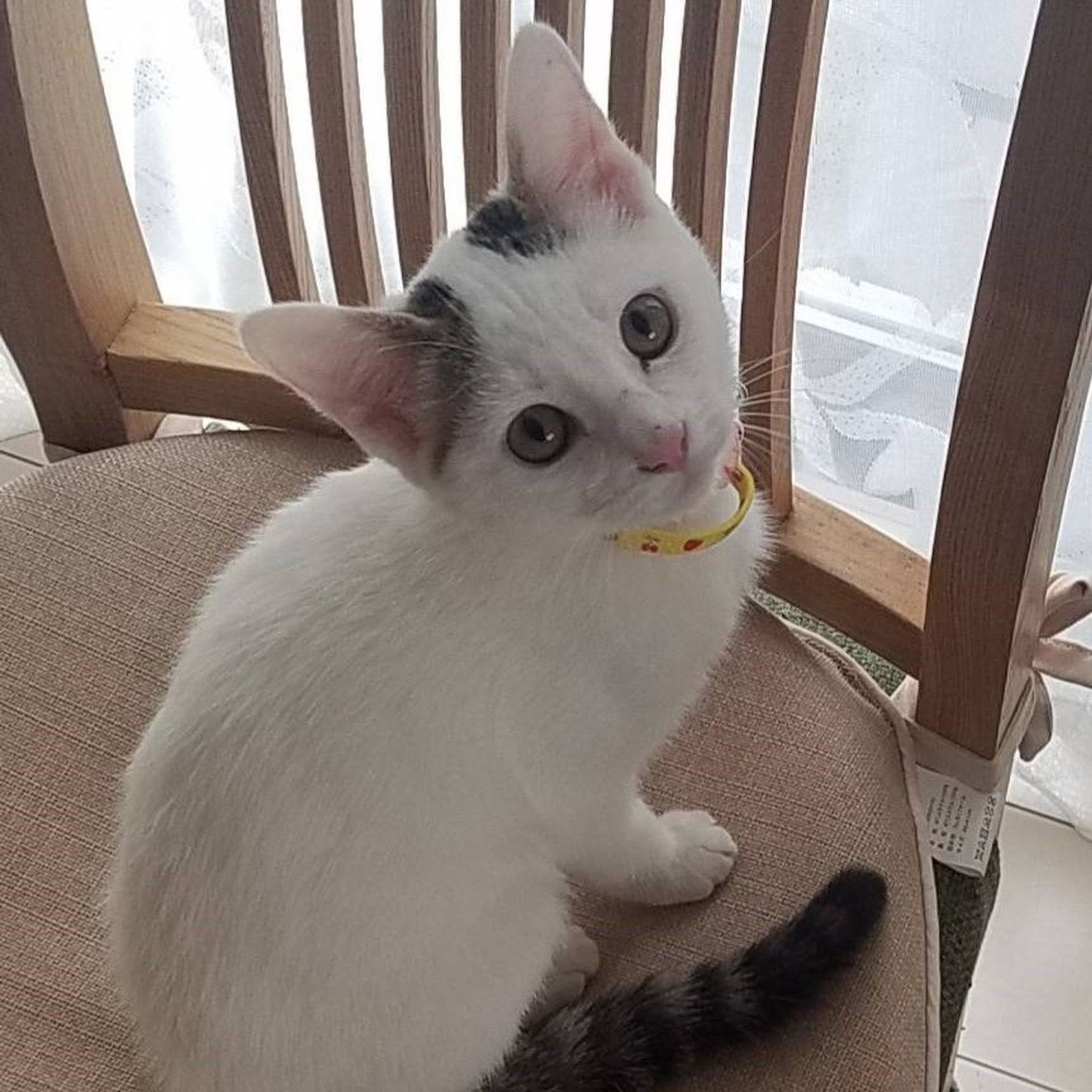 雑種（ミックス猫）・メスの里親募集の写真