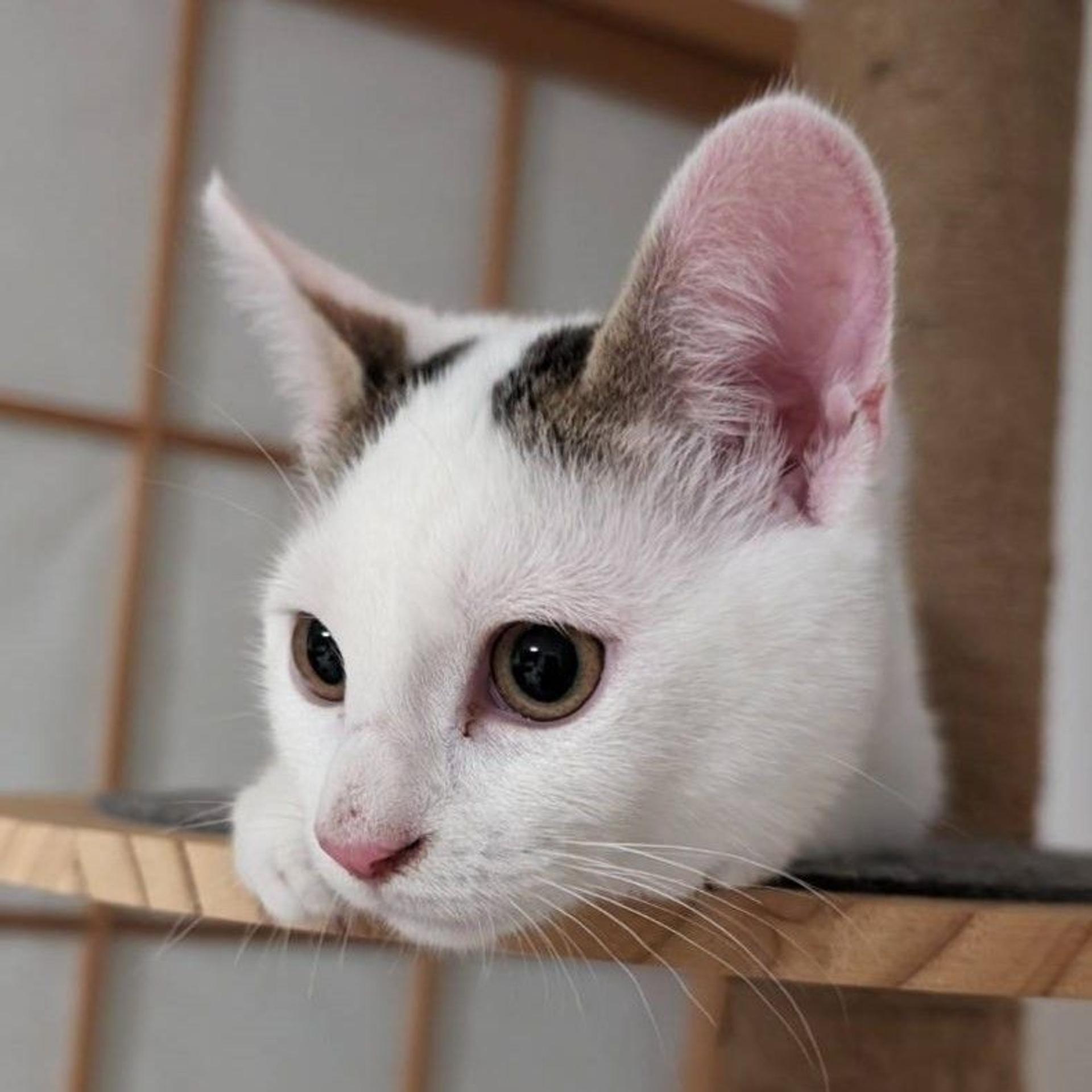 pet-image-3