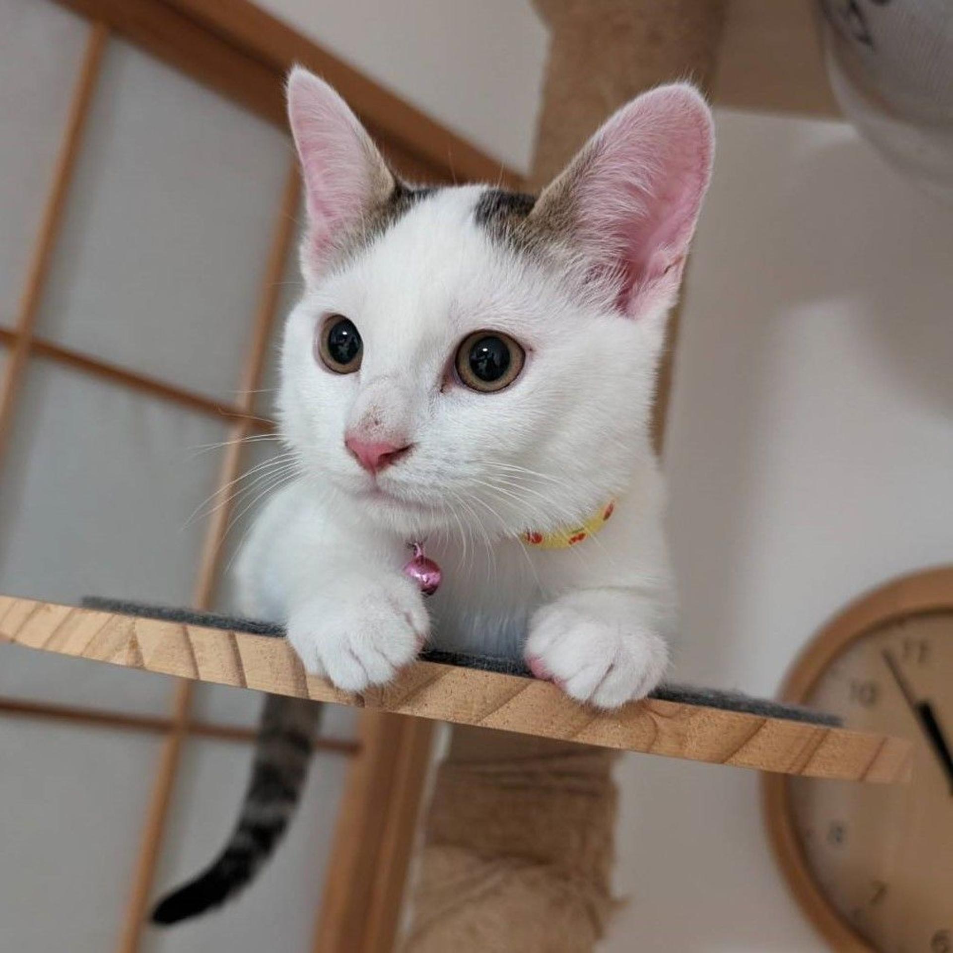 pet-image-5