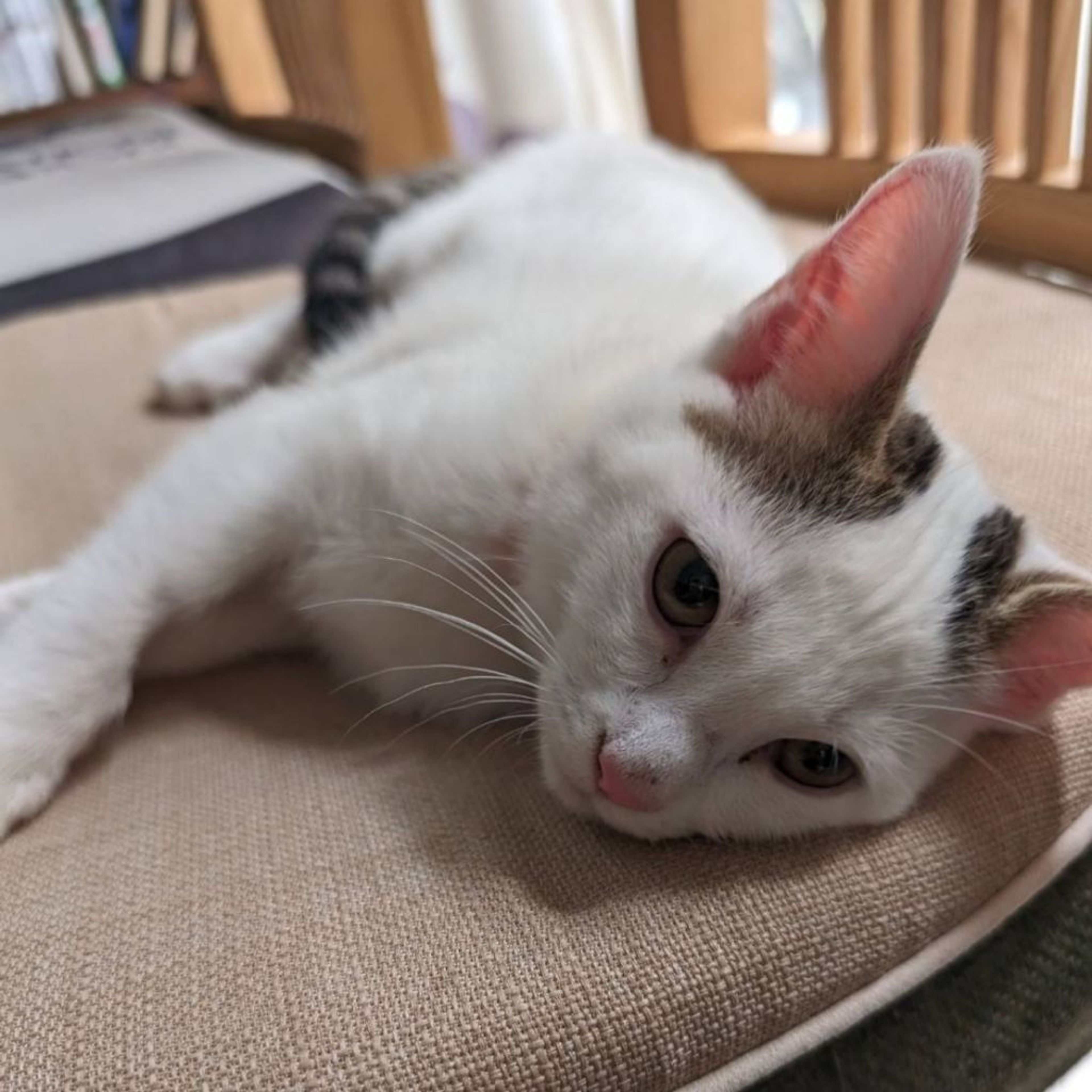 pet-image-7