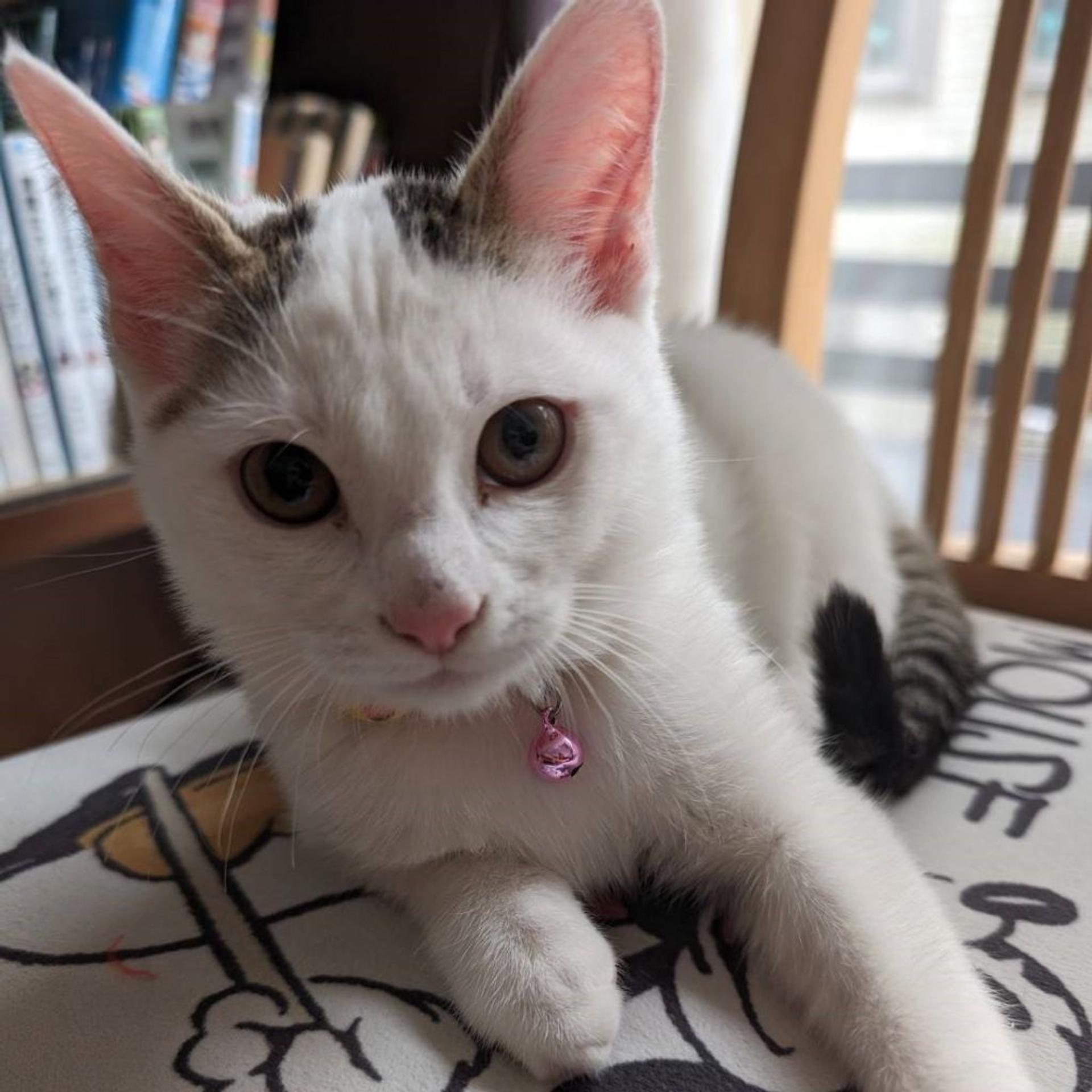 pet-image-8