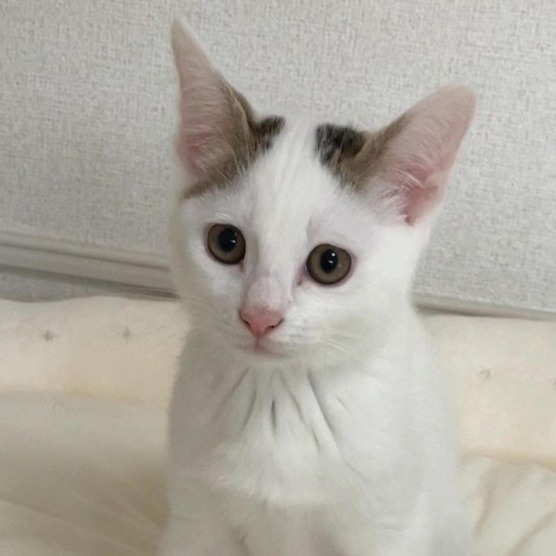 pet-image-9