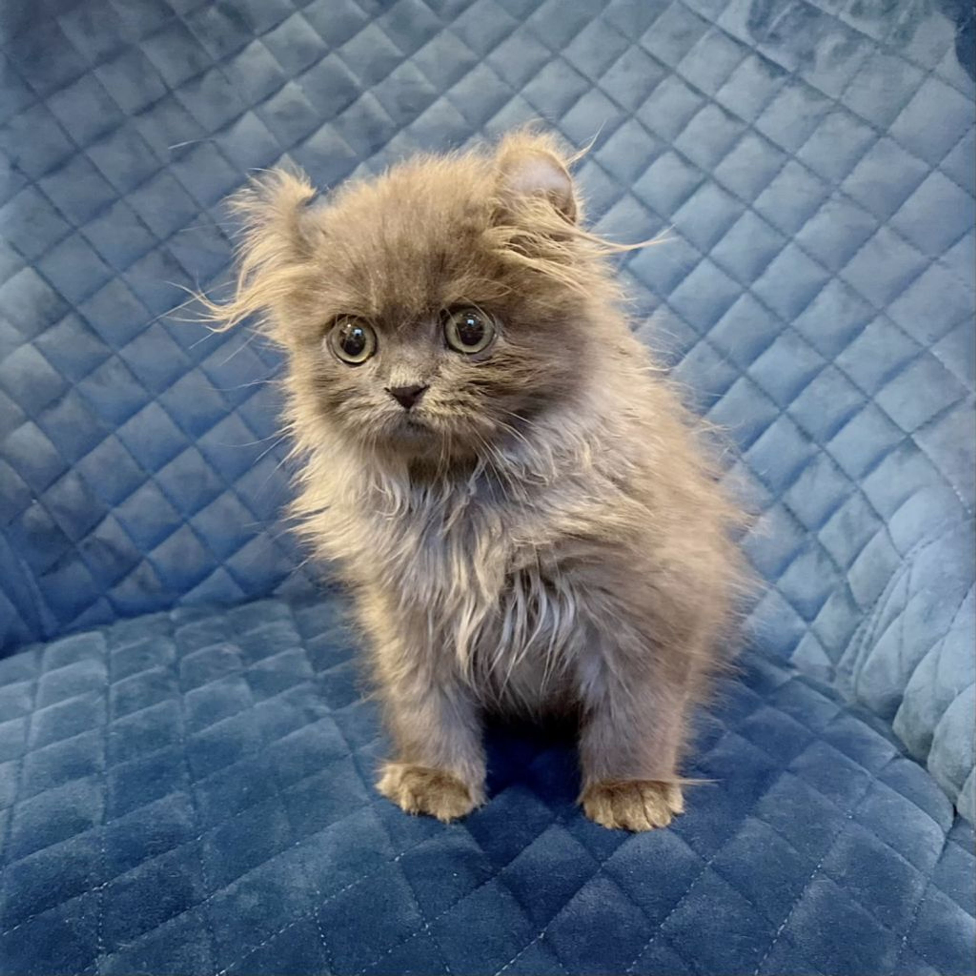 pet-image-4