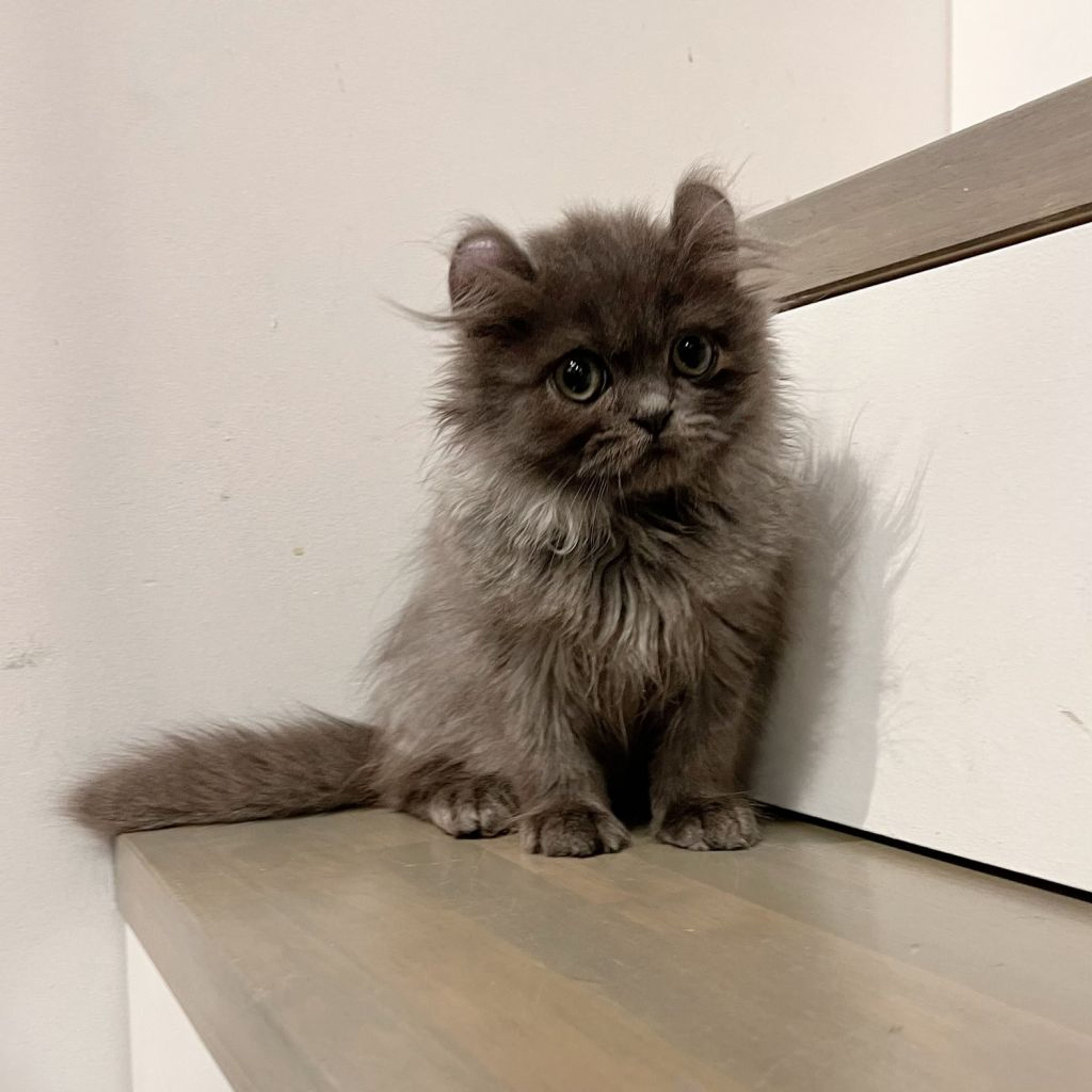 pet-image-5
