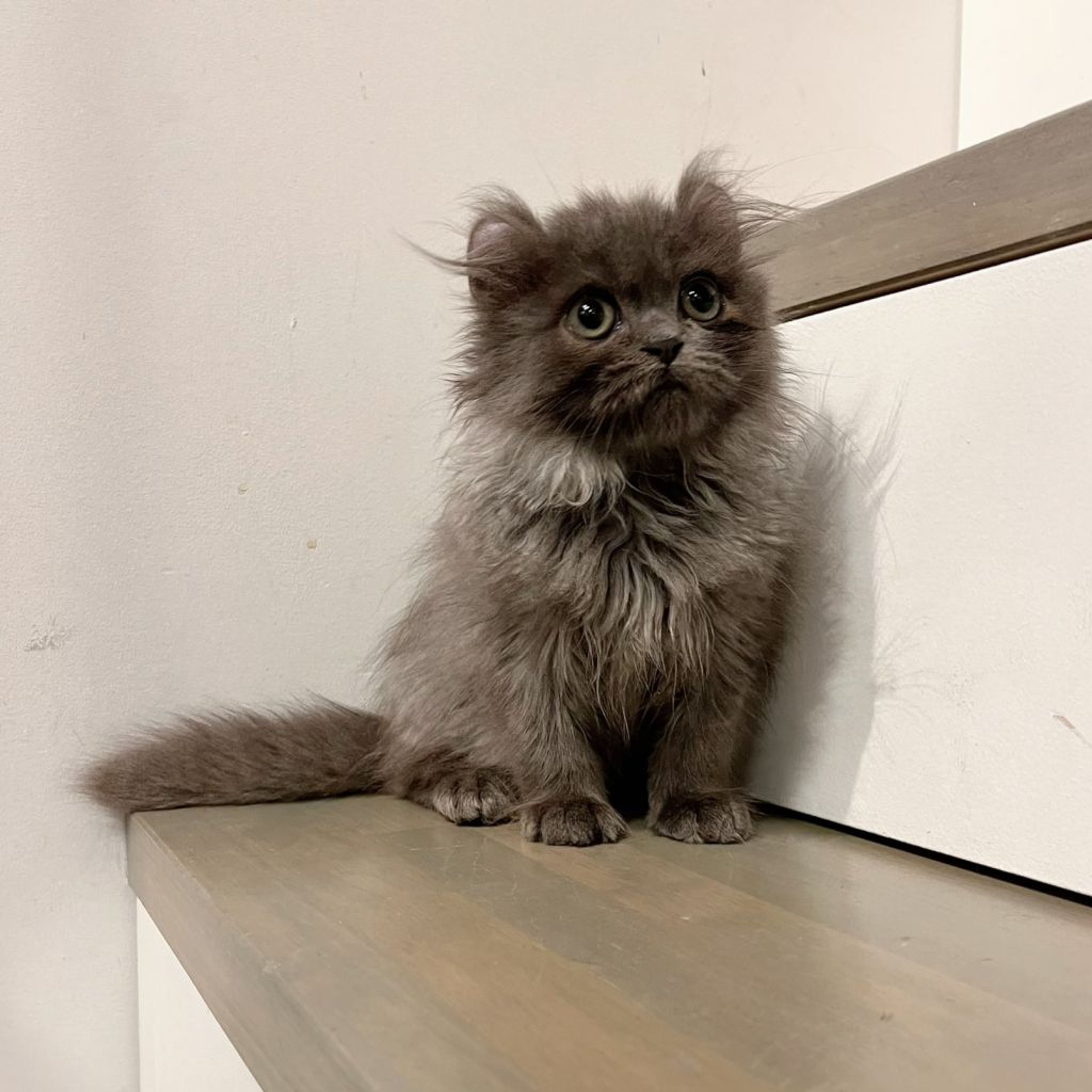 pet-image-6