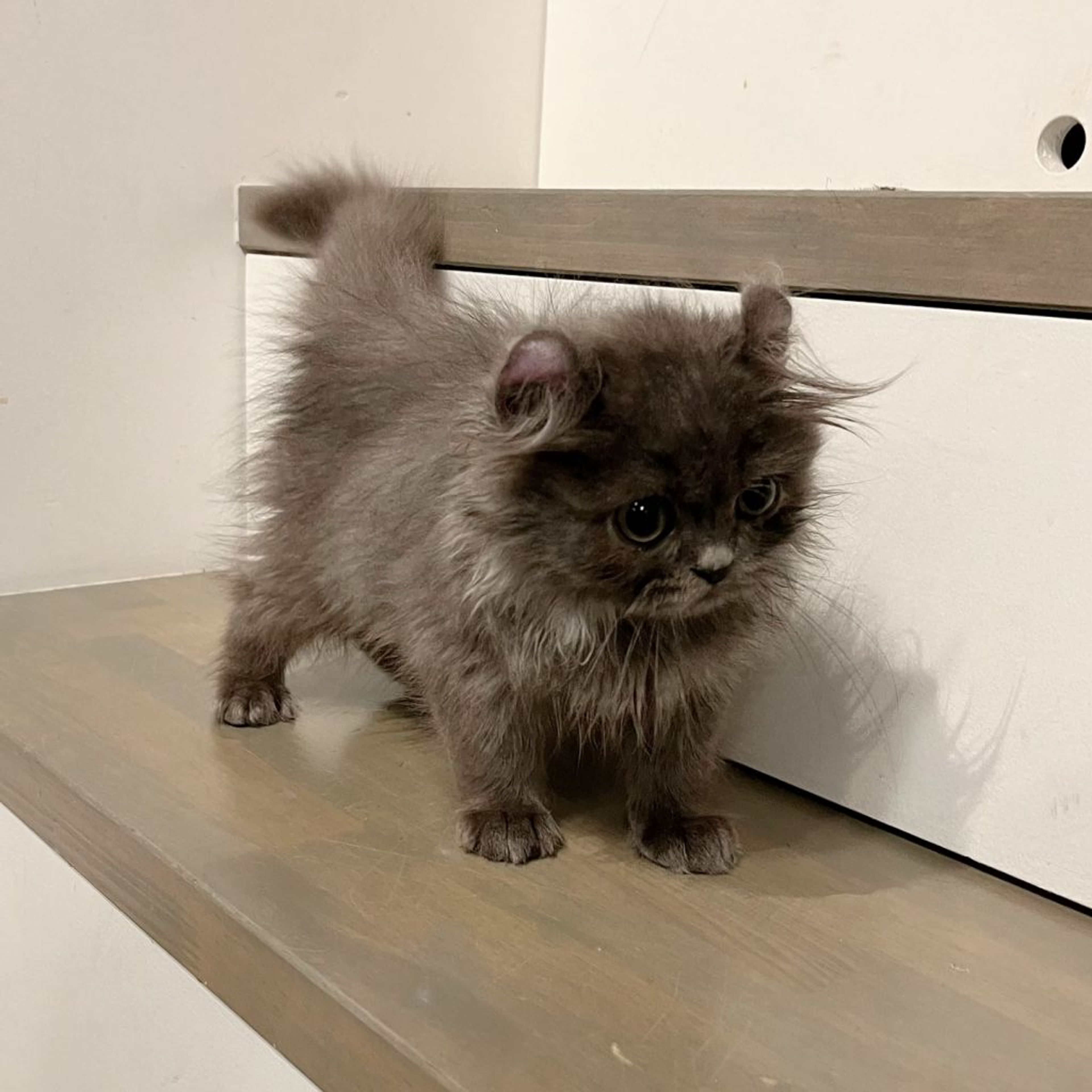 pet-image-8