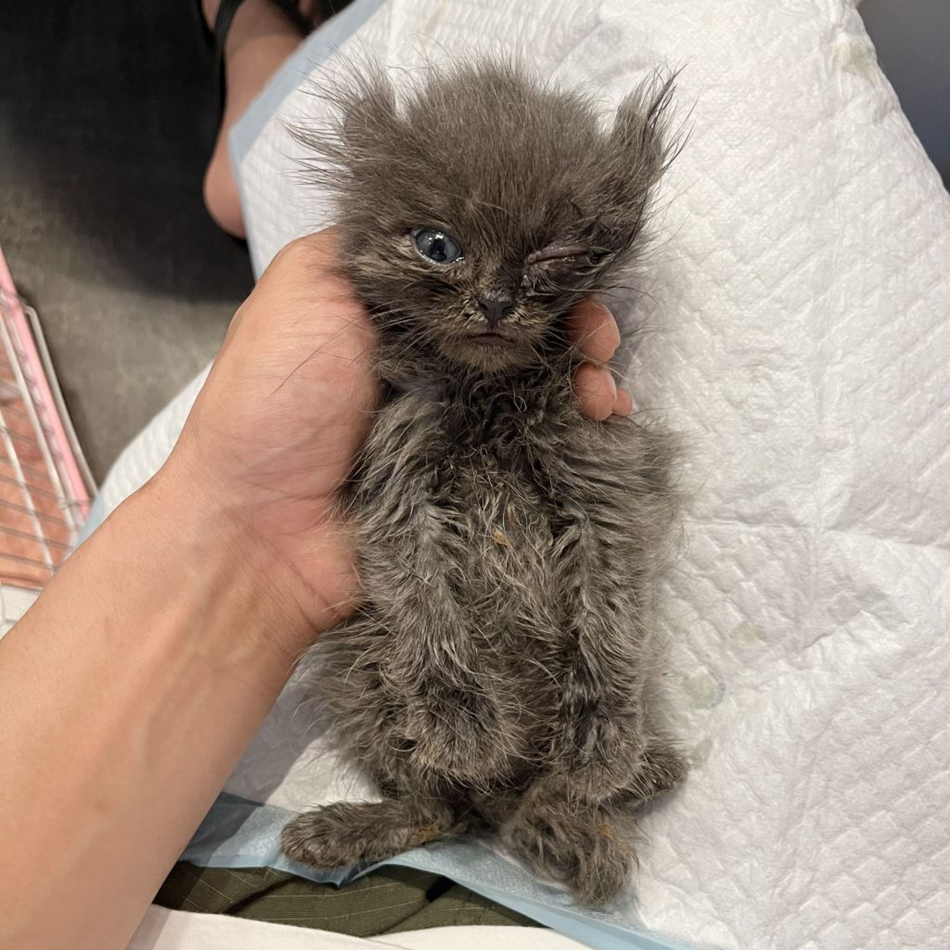pet-image-9