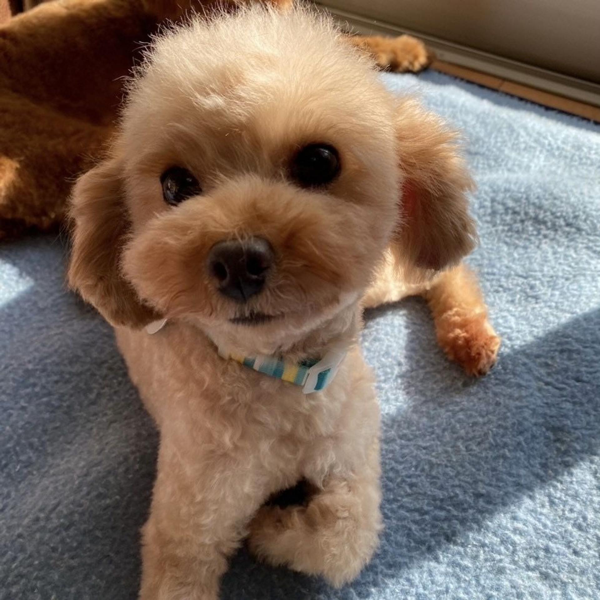 pet-image-5