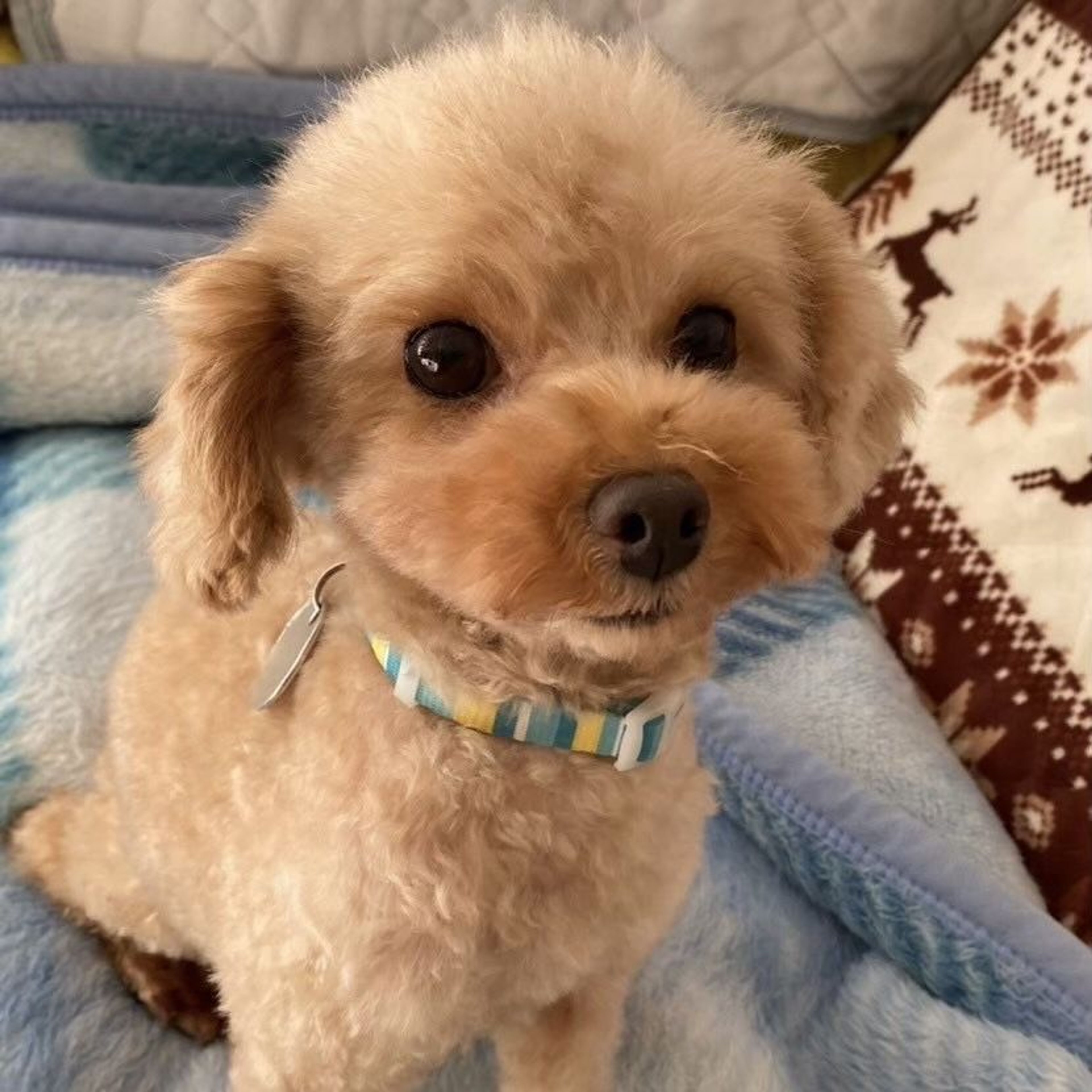 pet-image-2
