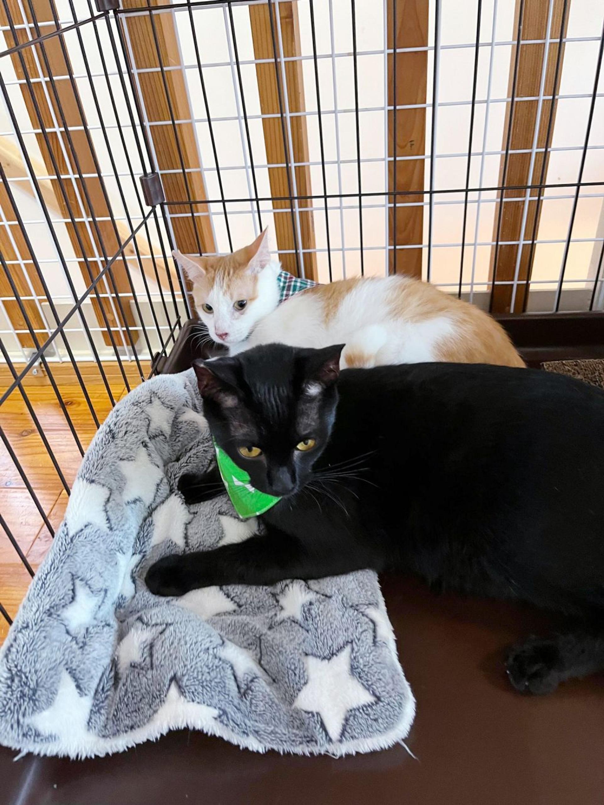 pet-image-5