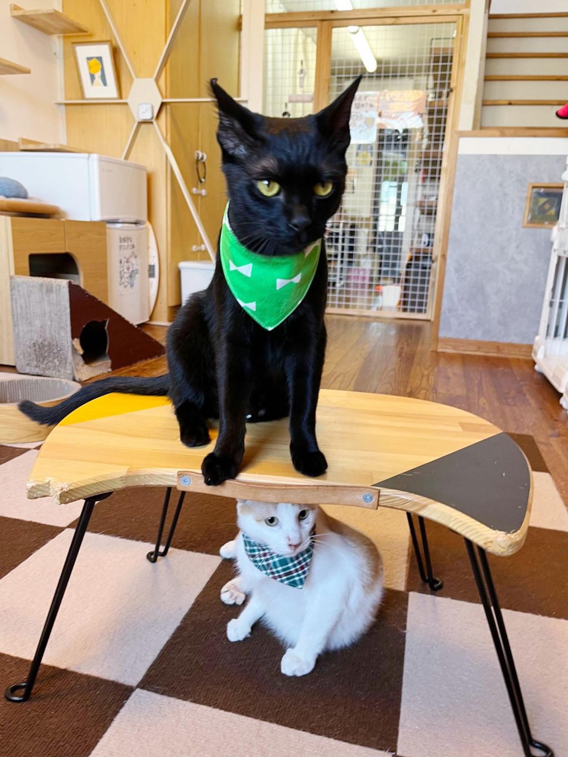 pet-image-7