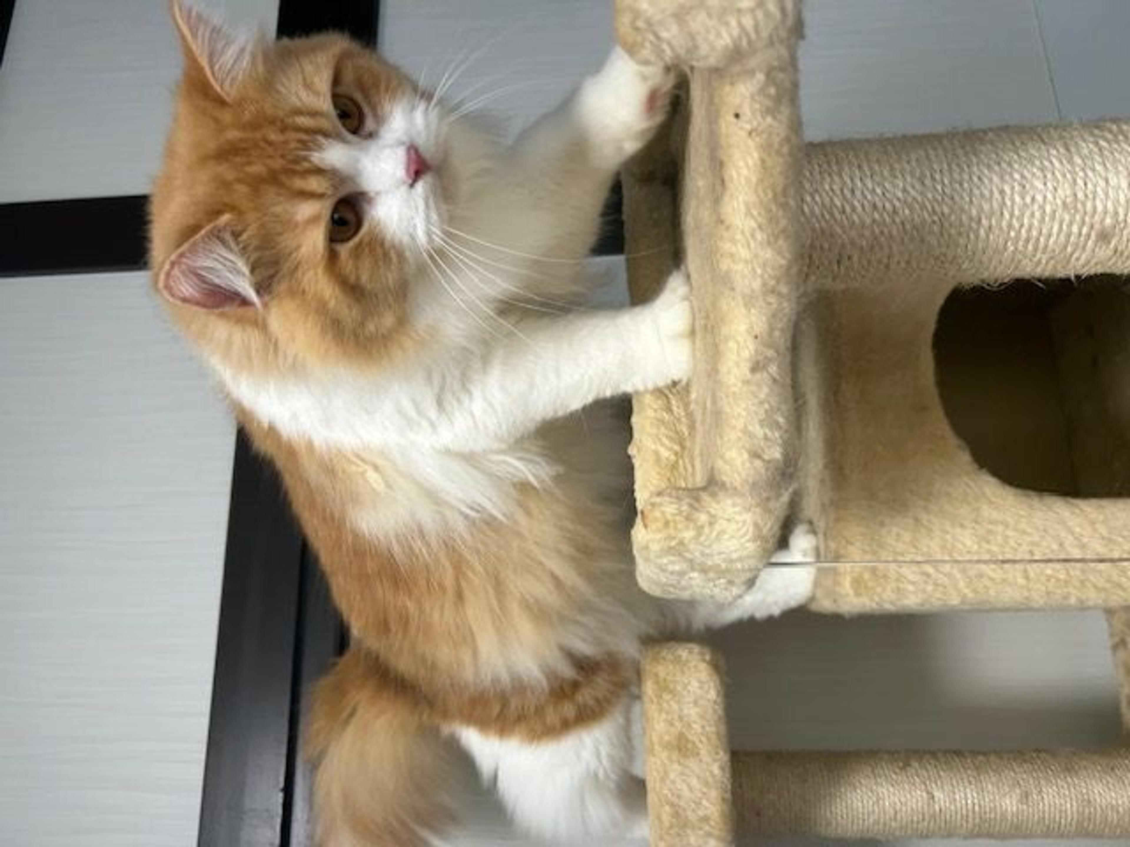 pet-image-2