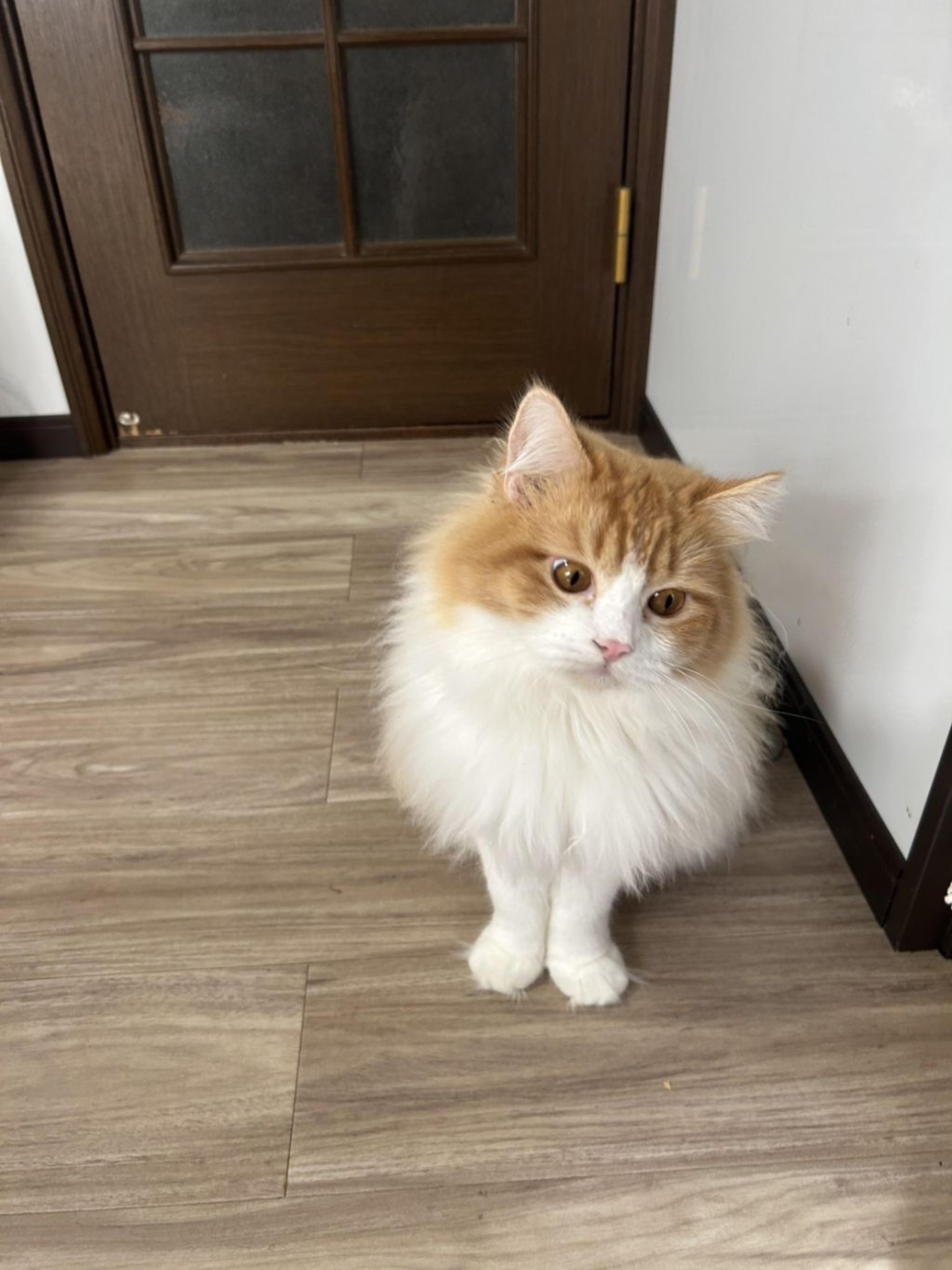 pet-image-3
