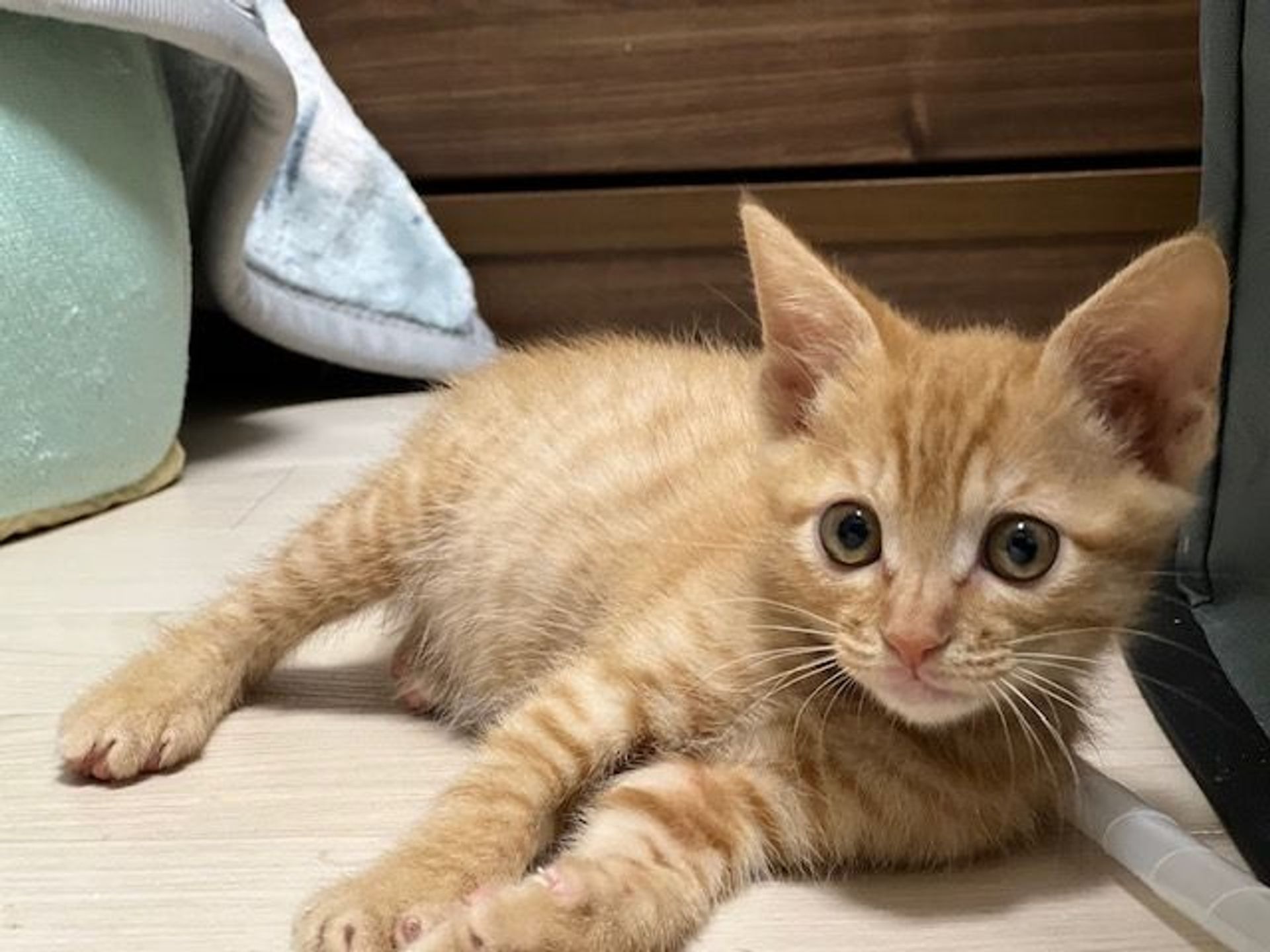 雑種（ミックス猫）・メスの里親募集の写真