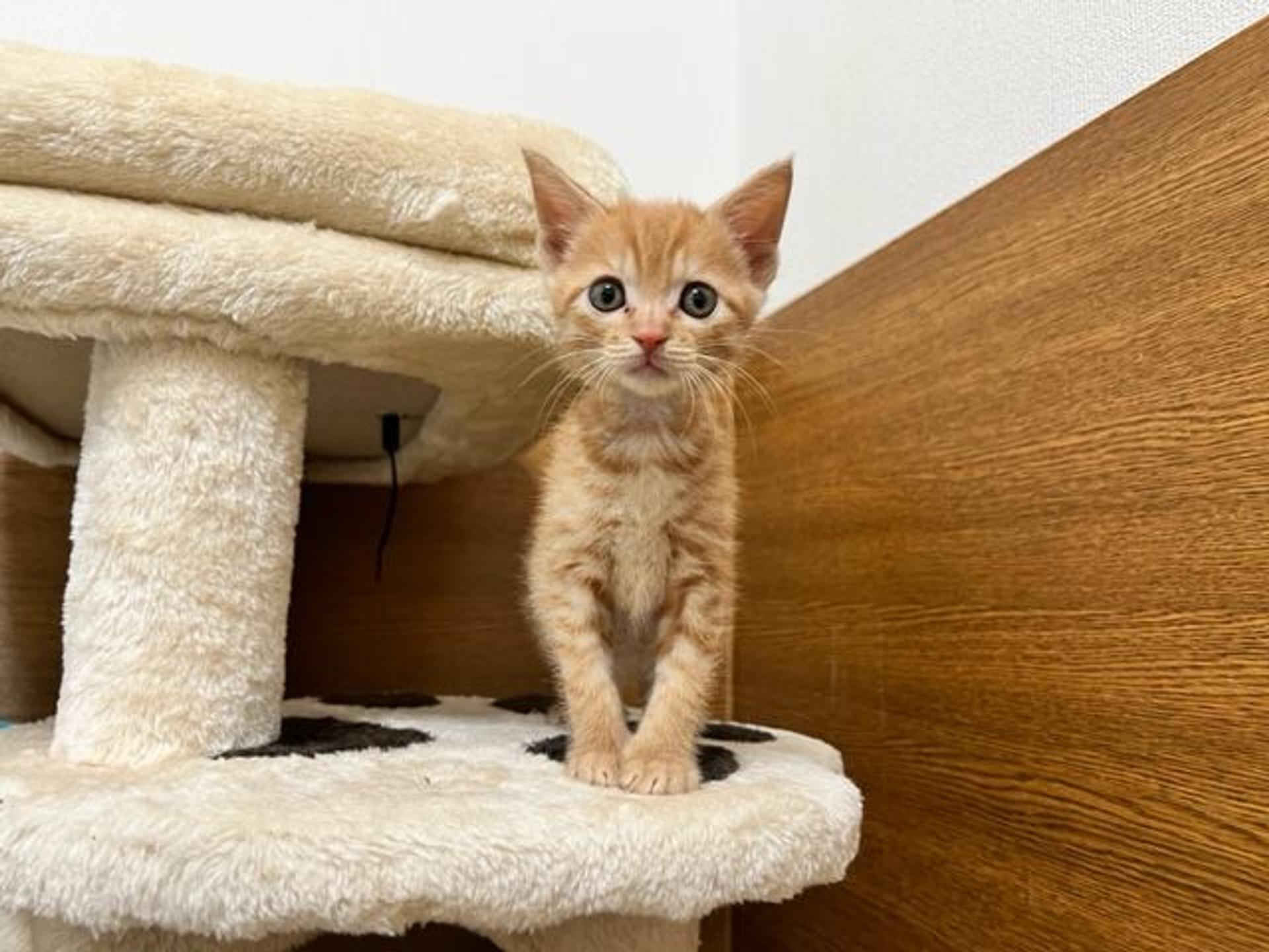 pet-image-4
