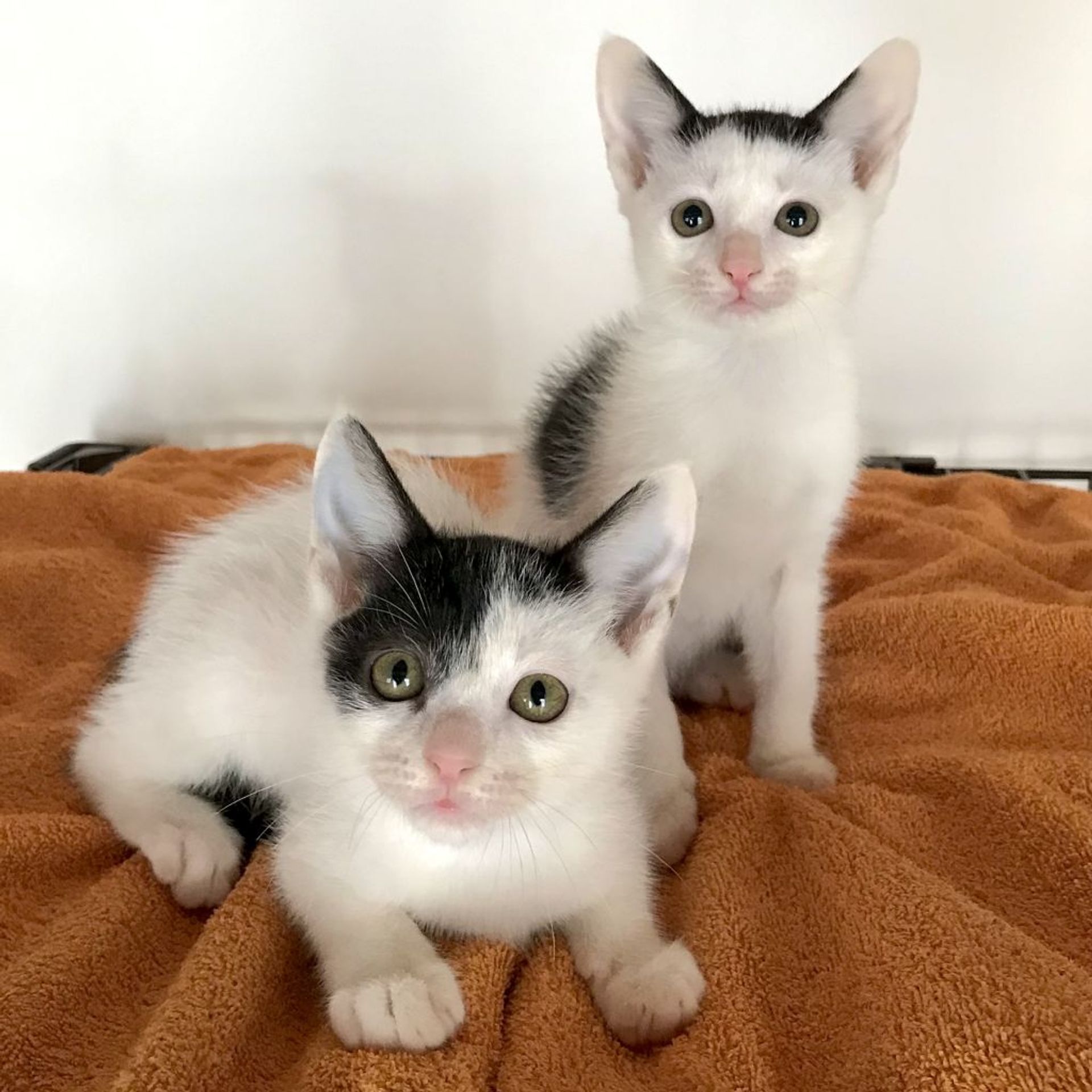 雑種（ミックス猫）・メスの里親募集の写真