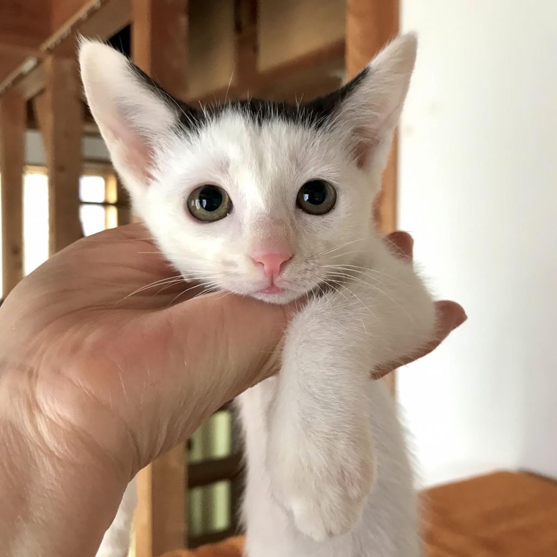 pet-image-2