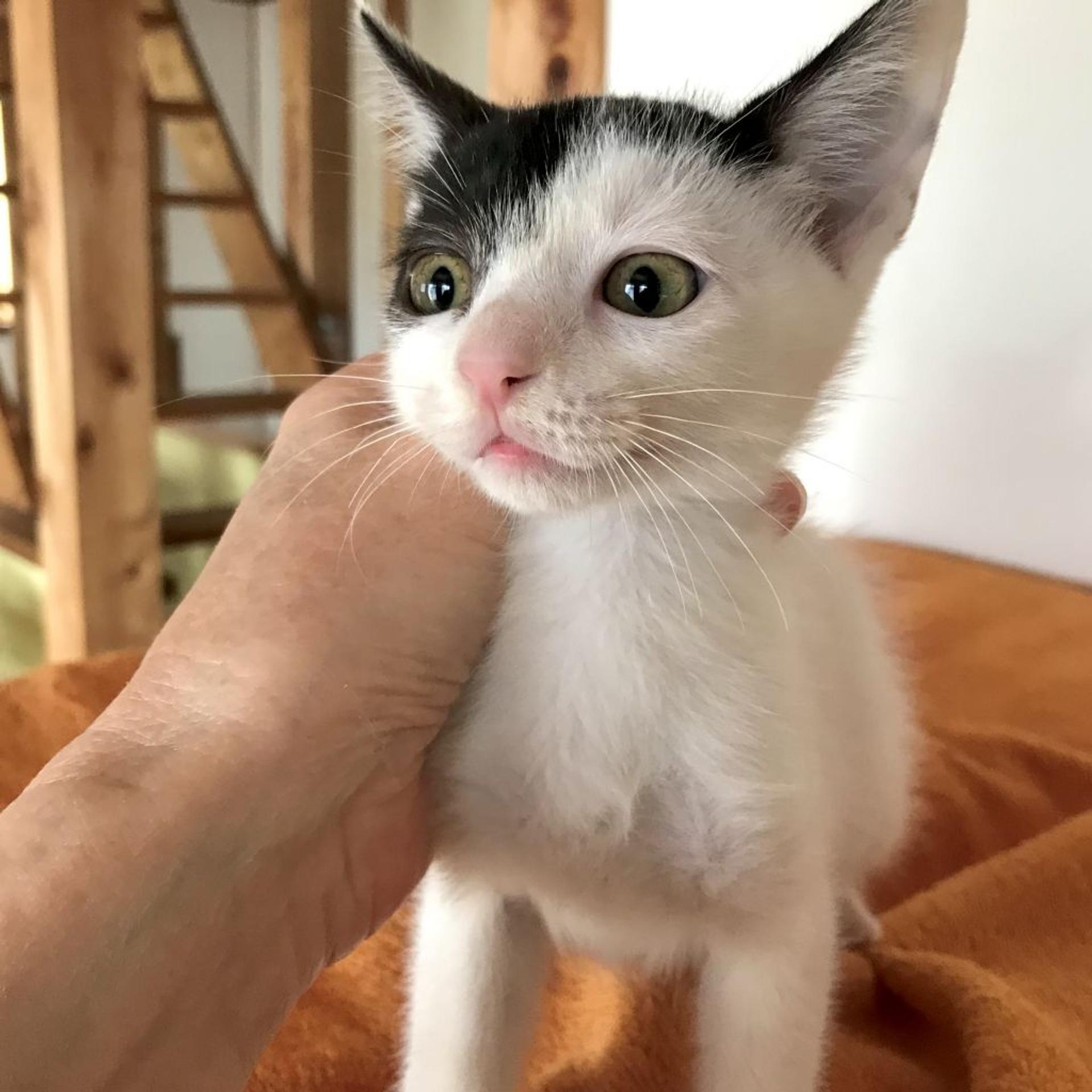 pet-image-3