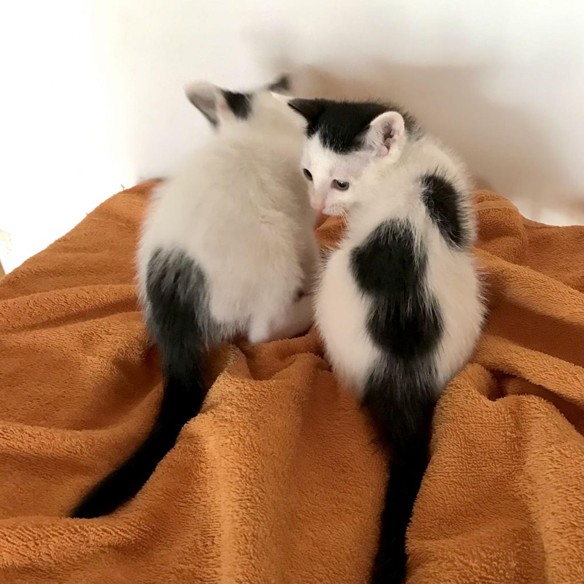 pet-image-4