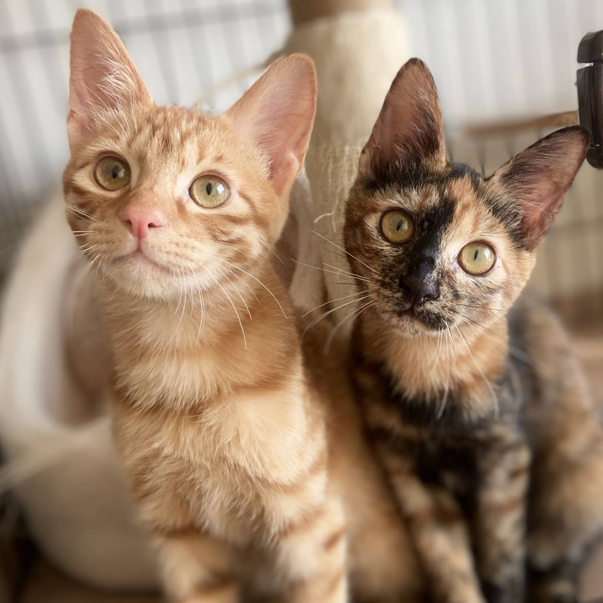 雑種（ミックス猫）・メスの里親募集の写真