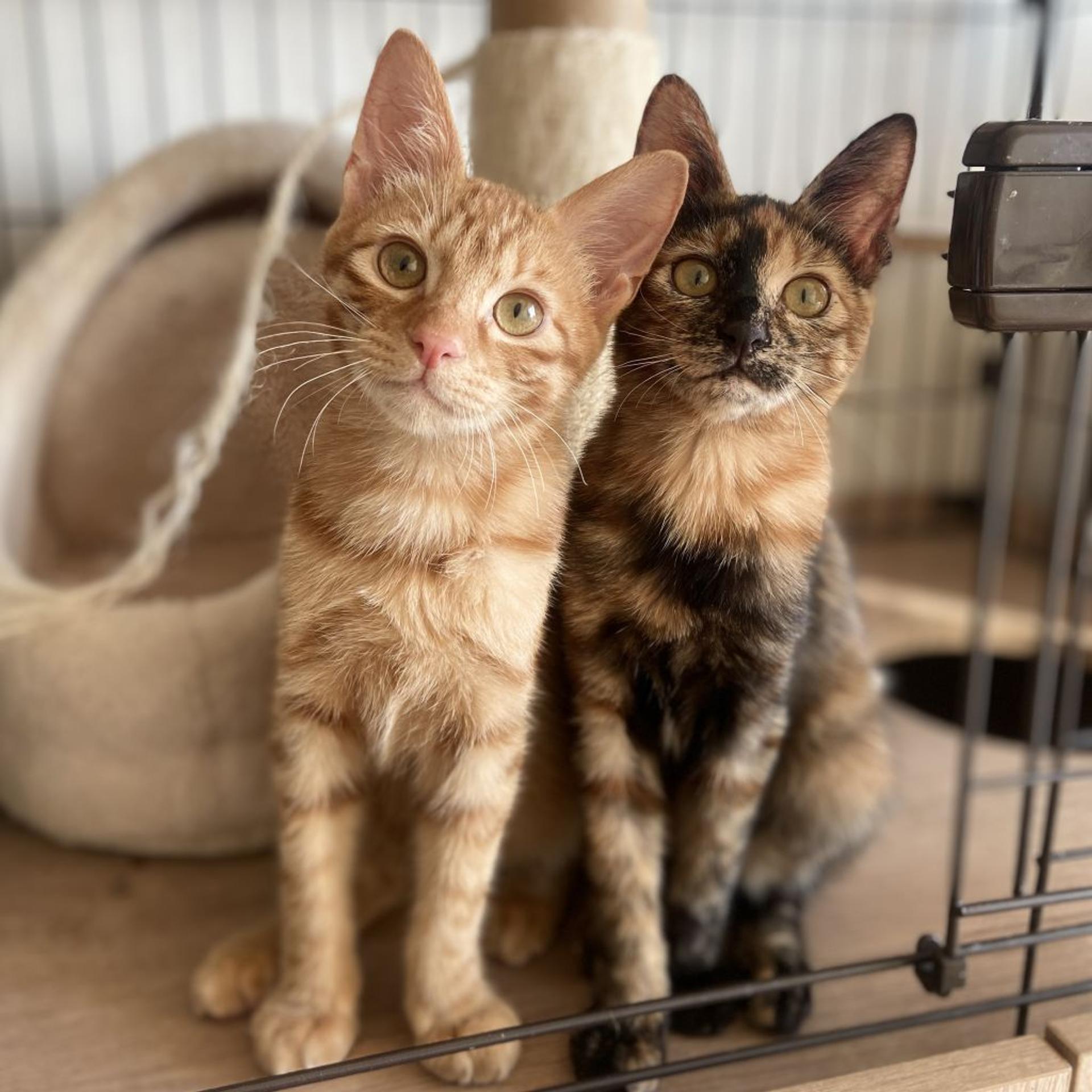 pet-image-9