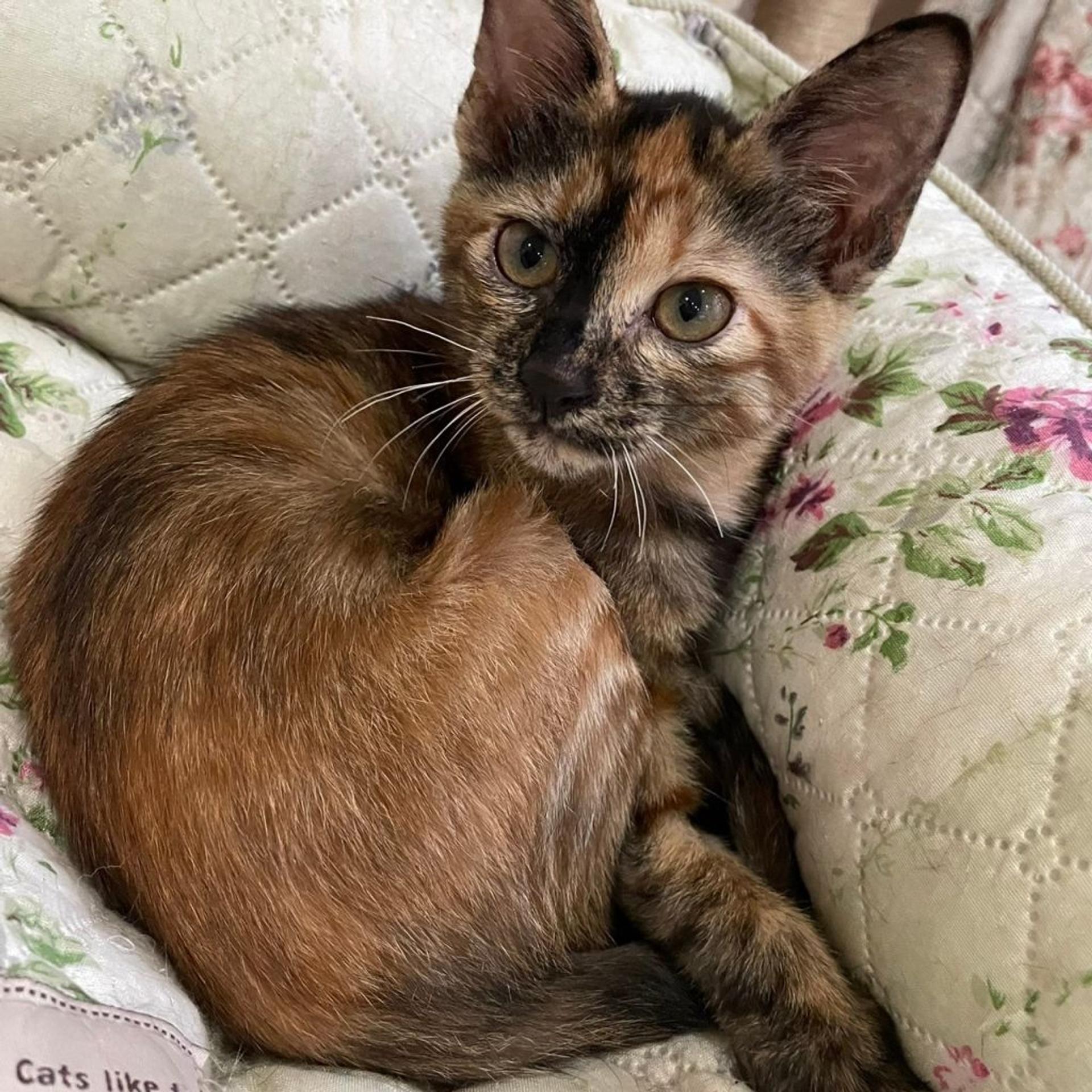 pet-image-4