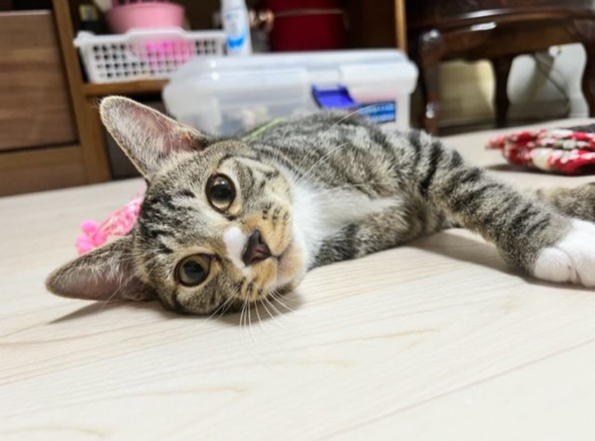 雑種（ミックス猫）・オスの里親募集の写真